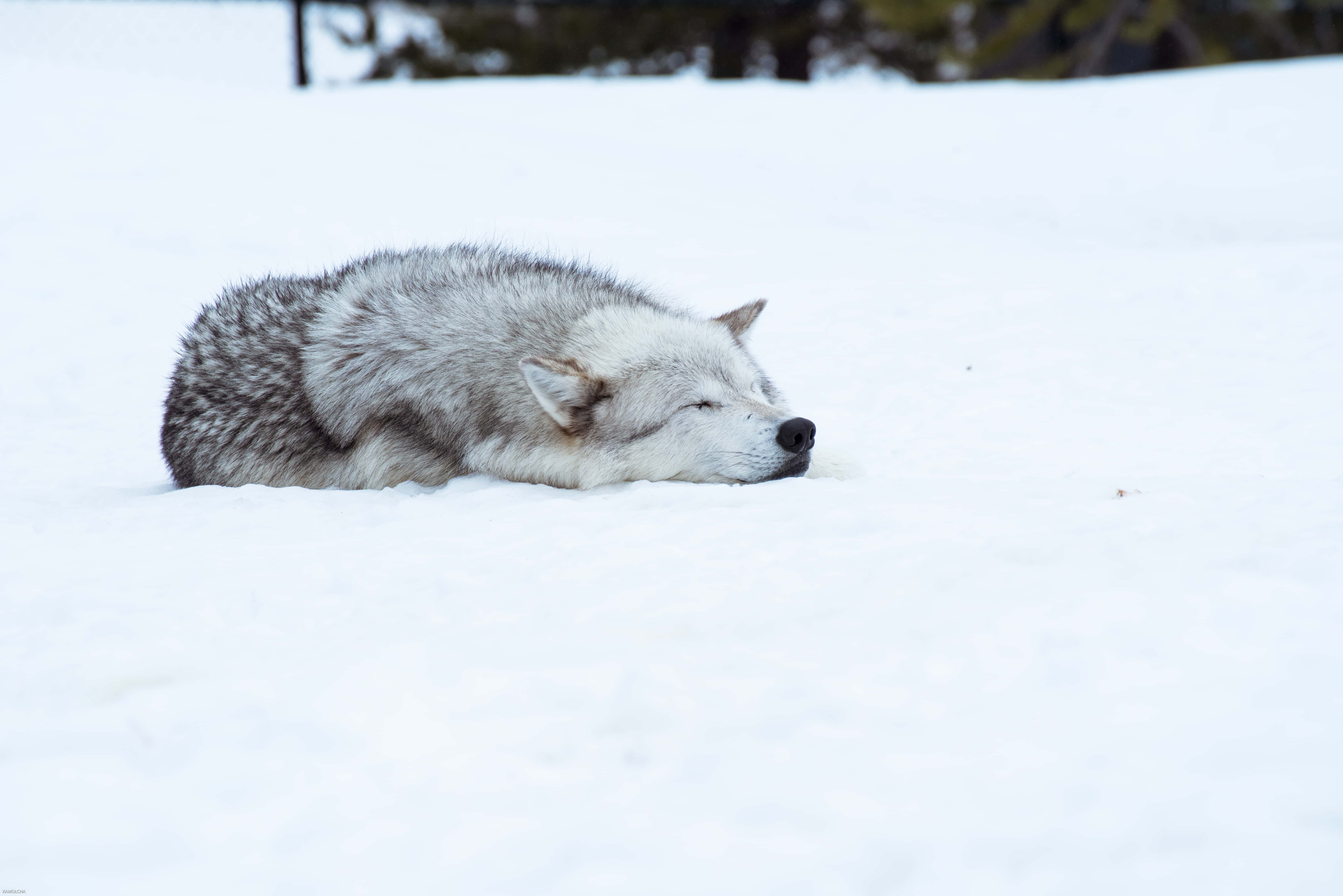 Wolf In Winter 桌布 壁紙 — 一隻寧靜的灰狼在深雪中蜷縮著安詳入睡，背景有暗色的樹木。