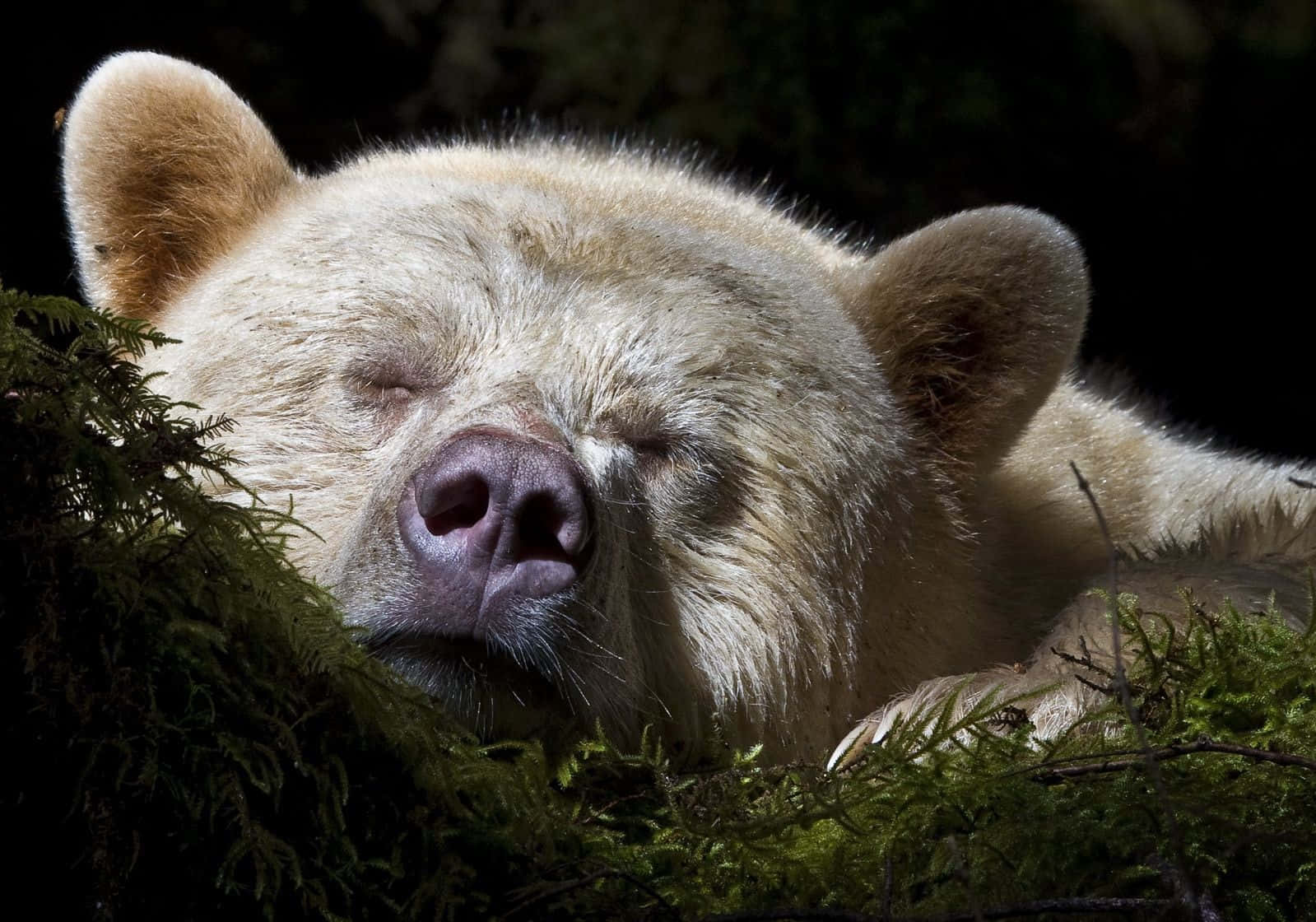 Hibernation 桌布 壁紙 — 一隻寧靜的白熊閉著眼睛，安詳地睡在茂密綠色苔蘚中，處於黑暗森林的陰影下。