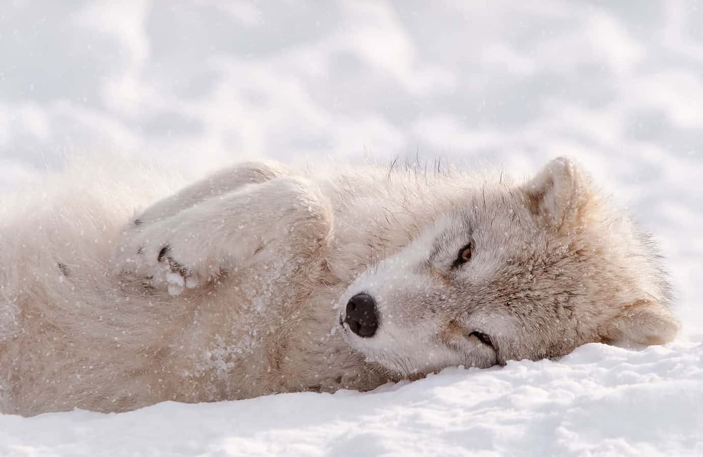 Wolf Pup 桌布 壁紙 — 一隻寧靜的白狼在深雪中半閉著眼睛平靜地休息，雪花輕輕飄落在周圍。