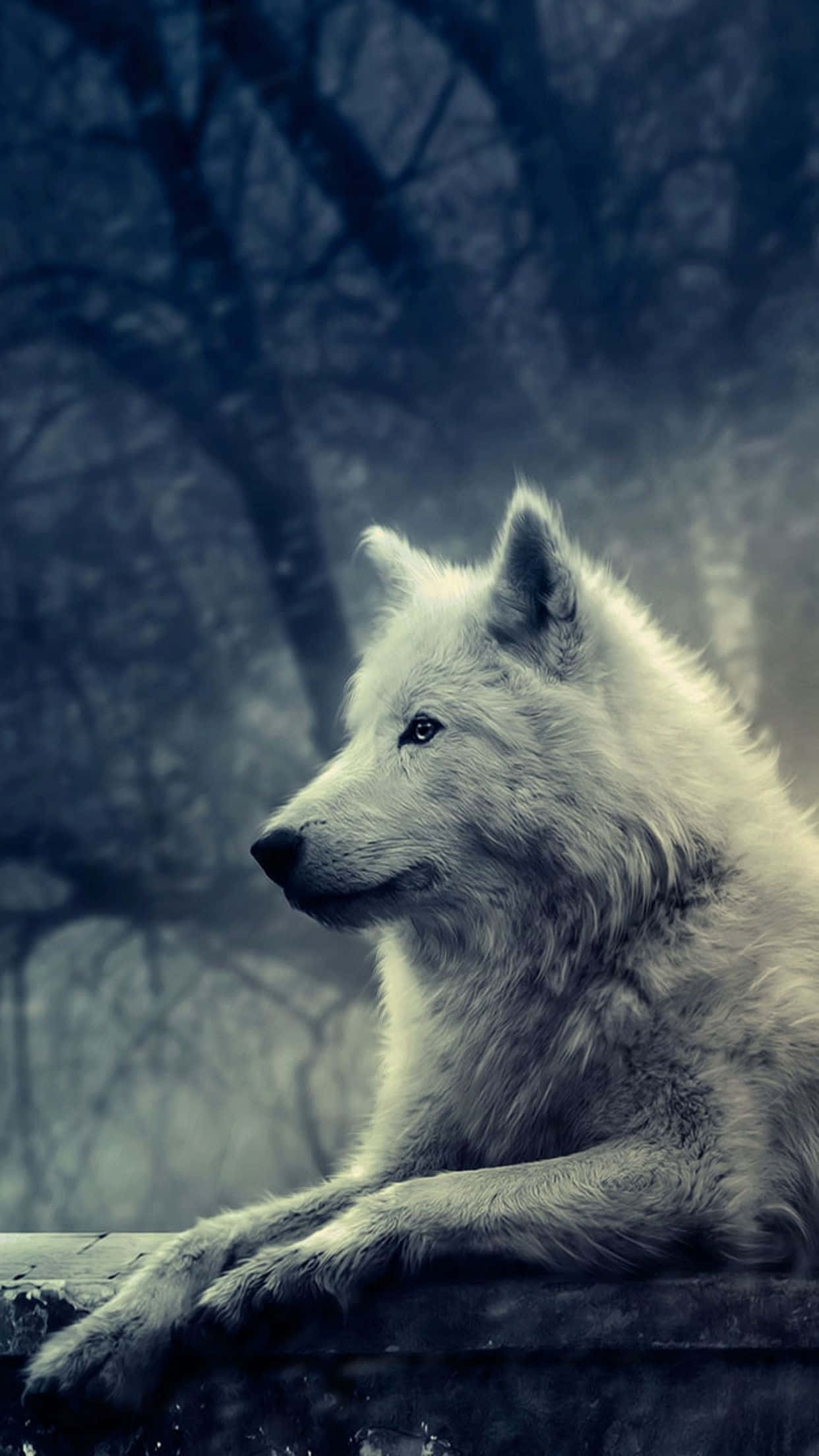 Dire Wolf 桌布 壁紙 — 一隻寧靜的白狼在石架上休息，背景是霧氣瀰漫的藍色森林。