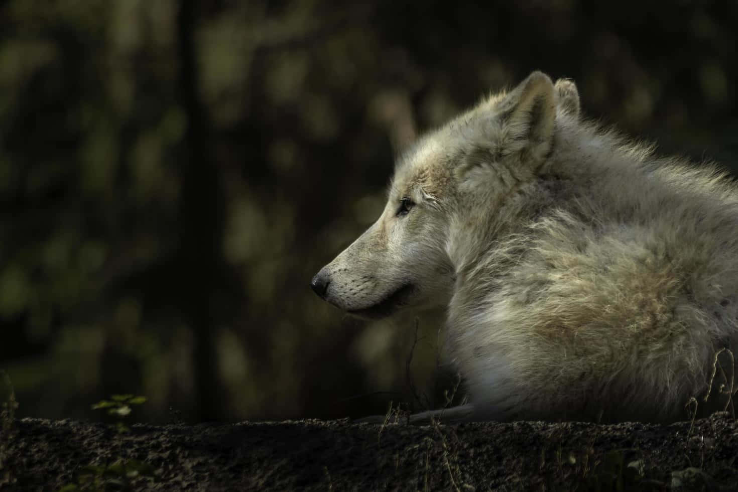 Arctic Wolf 桌布 壁紙 — 一隻寧靜的白狼在陰影森林中休息，牠的毛皮在模糊的綠意中柔和地發光。