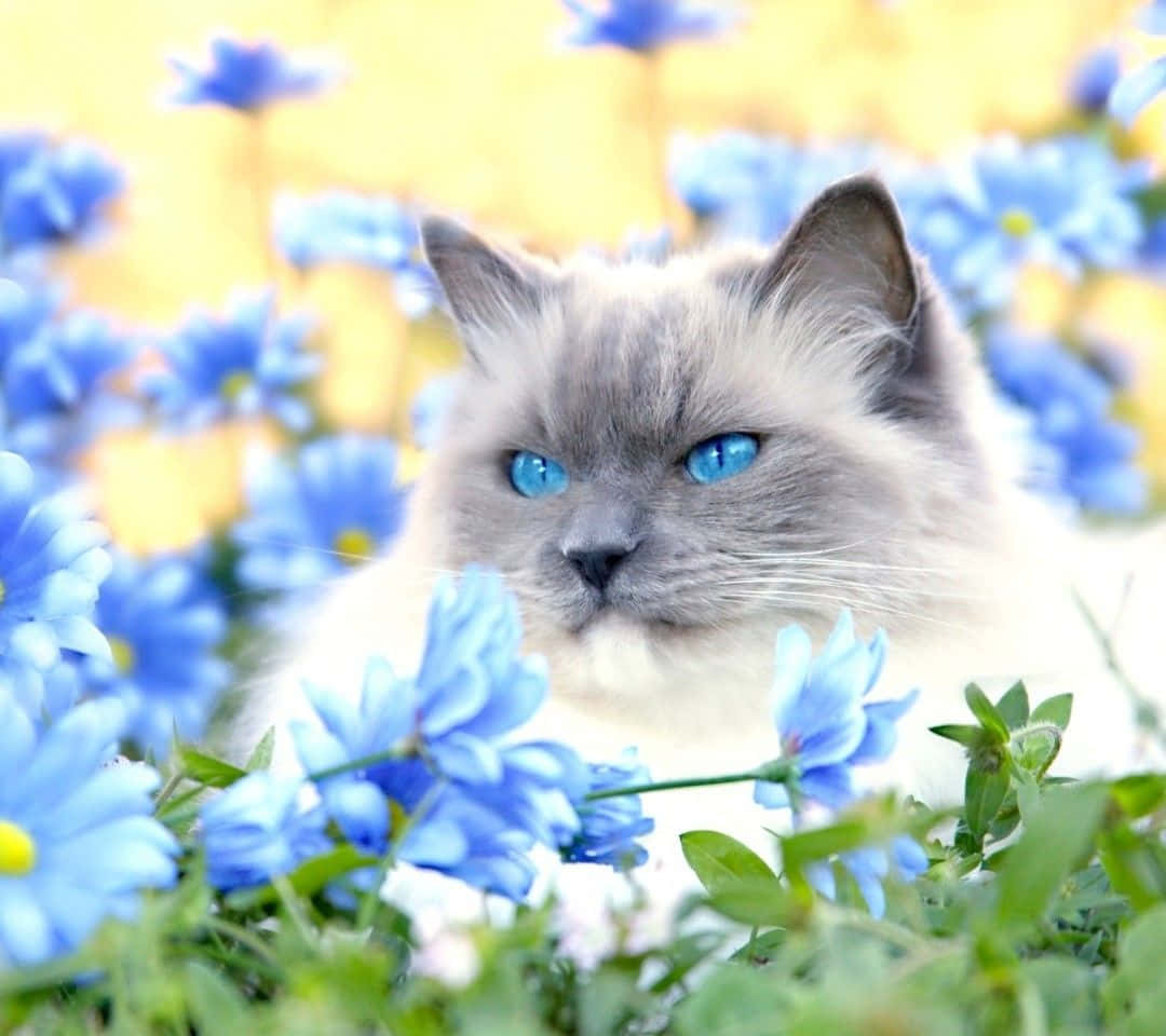 Ojos Azules Cat 桌布 壁紙 — 一隻寧靜的藍眼貓咪，擁有蓬鬆的灰色和白色毛髮，坐在鮮豔的藍色花朵中，沐浴在溫暖的金色陽光下。