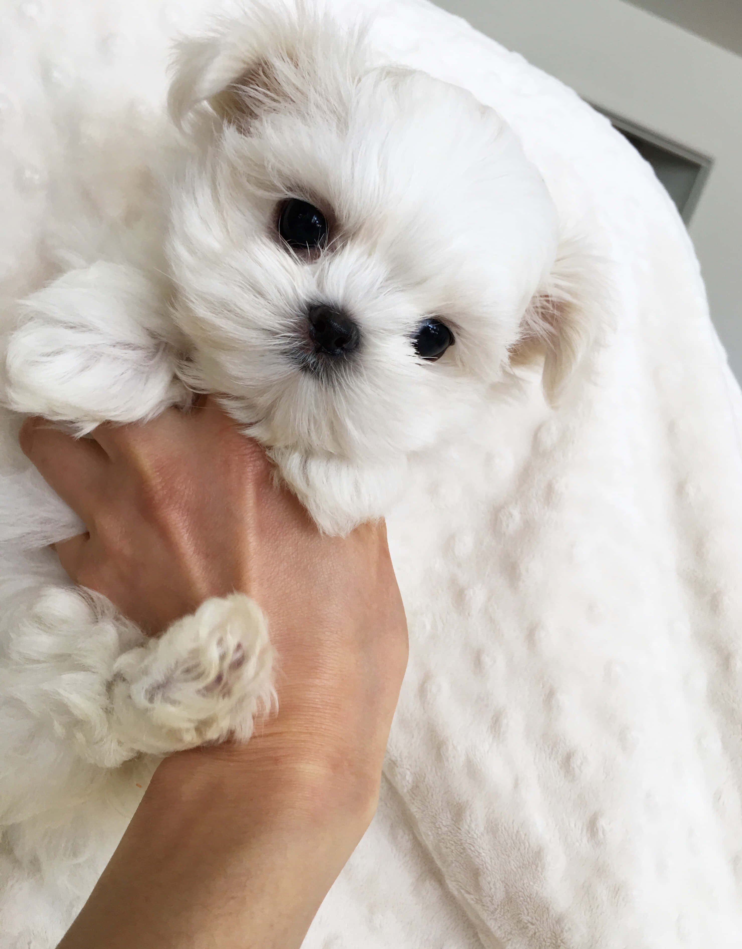 一隻小巧的白色馬爾濟斯幼犬坐在編織墊上 壁紙 — 一隻細小毛茸茸的白色小狗，有著大大的黑色眼睛，被輕輕地捧在人的手中，背景是柔軟的白色紋理毛毯。