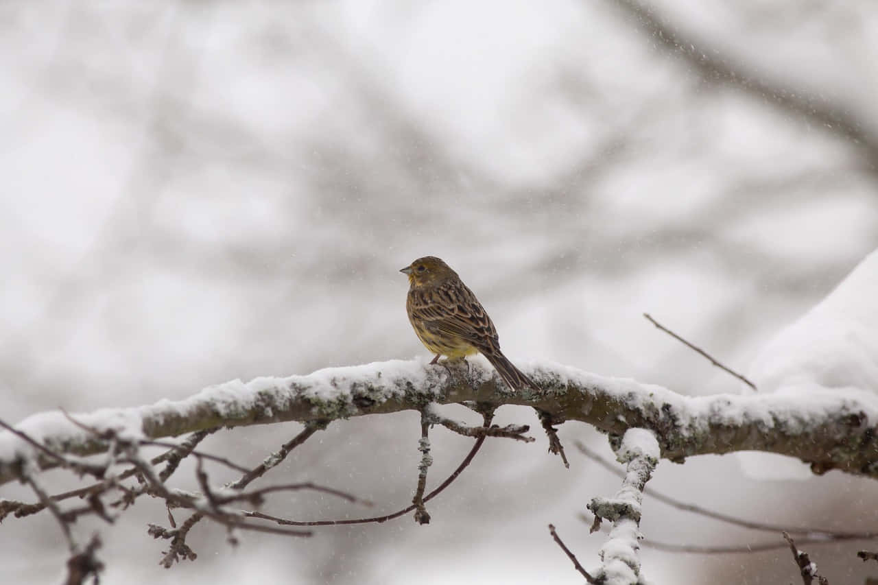 Yellowhammer 桌布 壁紙 — 一隻小棕色鳥棲息在積雪的樹枝上，溫柔的雪花在柔和模糊的冬日背景下飄落。