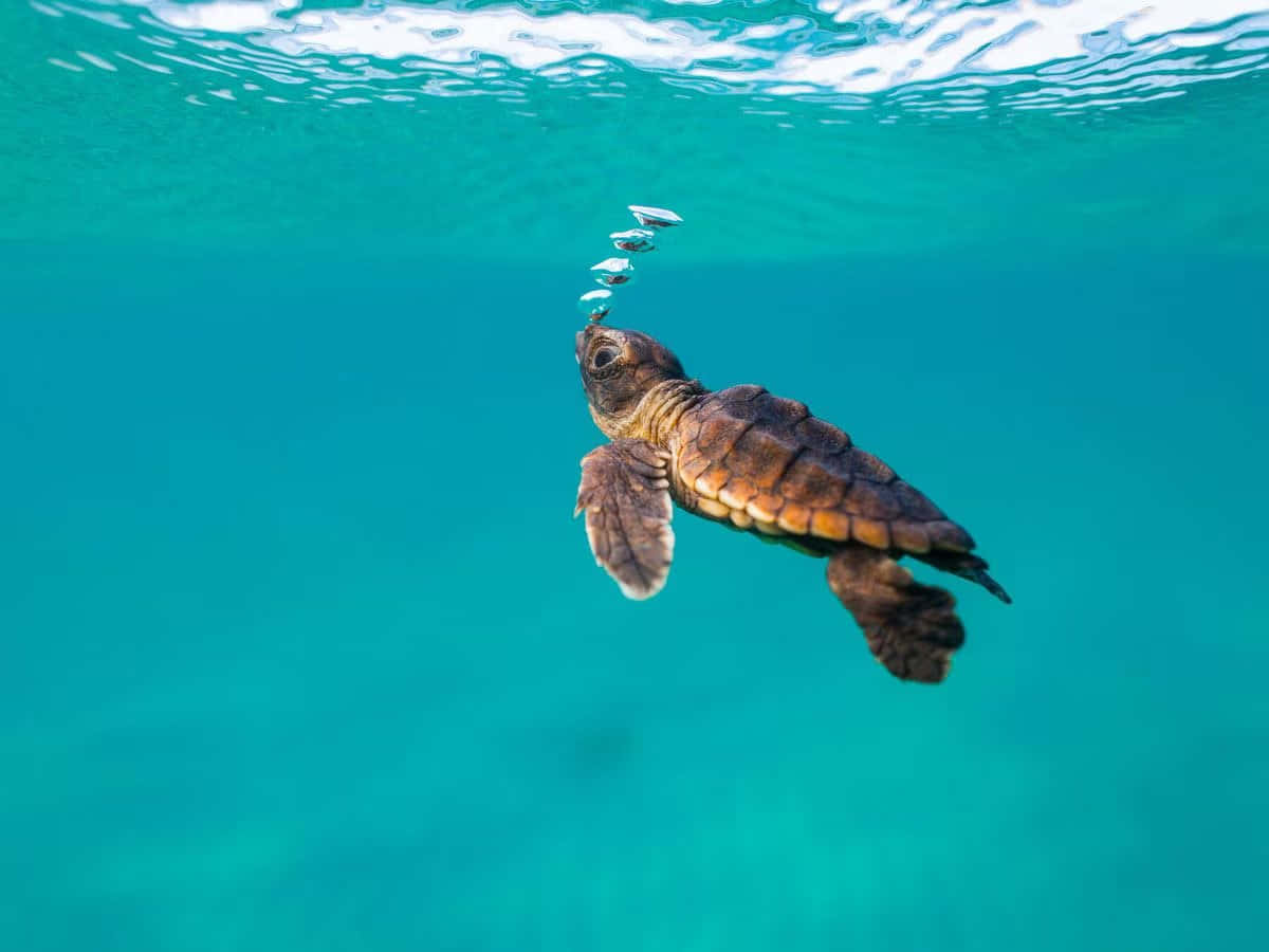 sea turtle 桌布 壁紙 — 一隻小海龜優雅地在水中游動，留下一串氣泡，朝向陽光照射的水面。