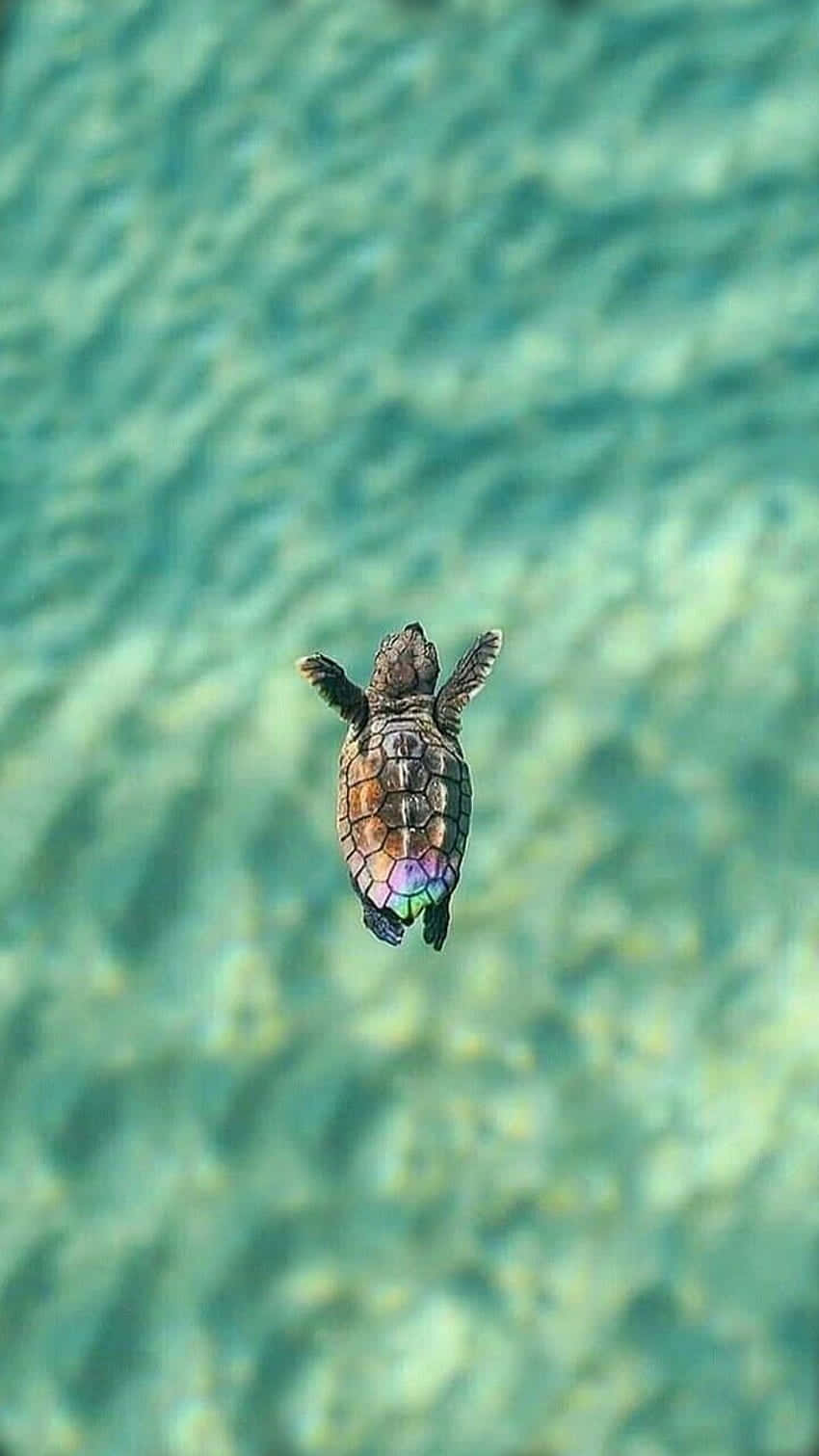 sea turtle 桌布 壁紙 — 一隻小海龜優雅地游過碧綠色的海水，龜殼上有彩虹圖案。