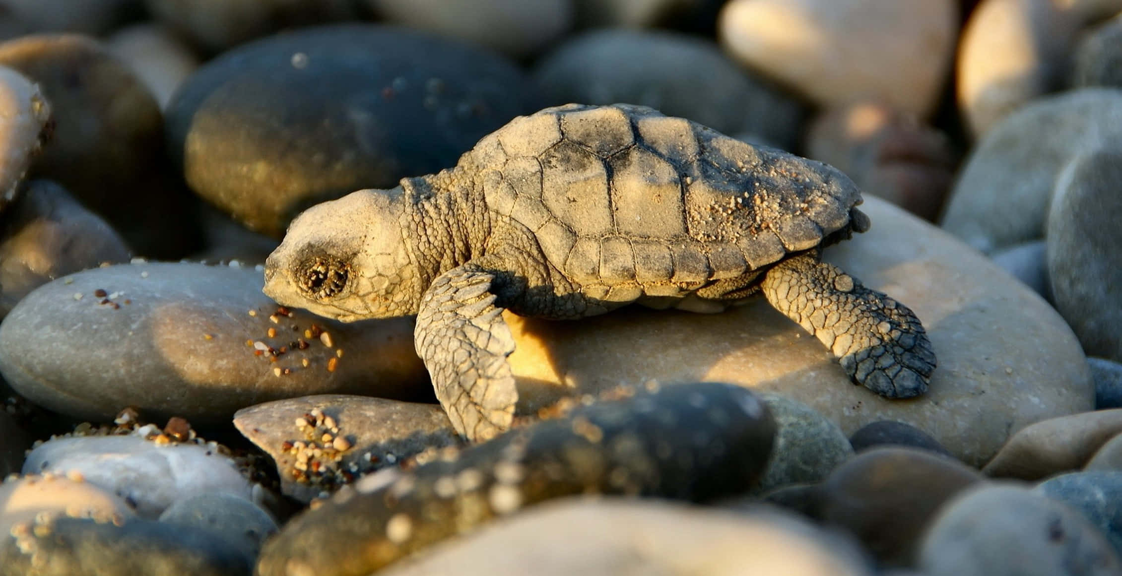 sea turtle 桌布 壁紙 — 一隻小海龜寶寶在沙灘邊緣曬著太陽的平滑石頭上休息，柔和的金色光線突顯其紋理豐富的龜殼。