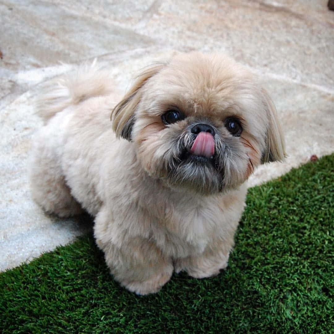 一隻小犬坐在草地上 壁紙 — 一隻毛茸茸嘅奶油色西施犬BB，黑色眼睛，粉紅色脷伸出來，坐喺綠色人造草地上。