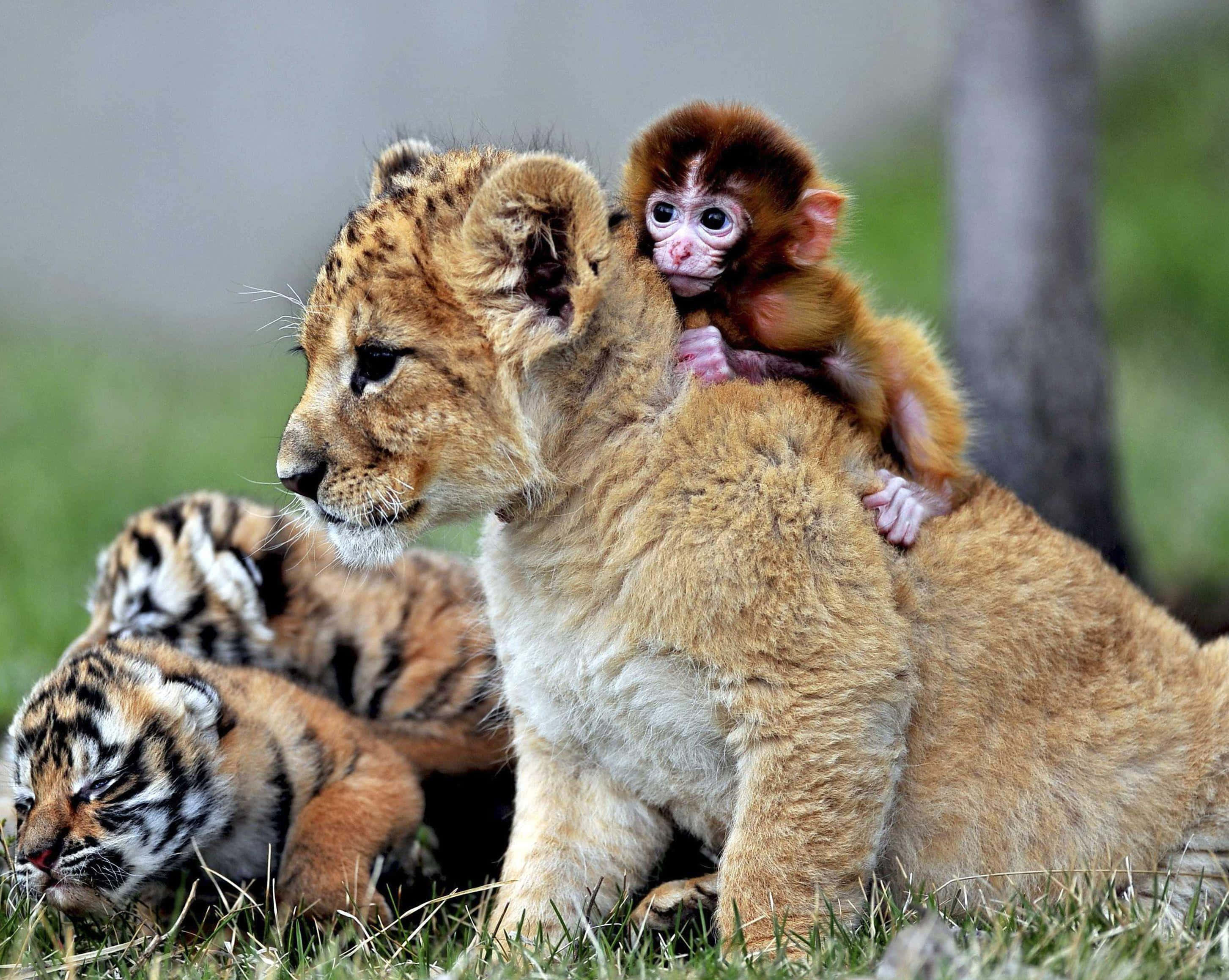 Wild Animals 桌布 壁紙 — 一隻小猴子騎在獅子幼崽的背上，而老虎幼崽在附近的草地上打盹。