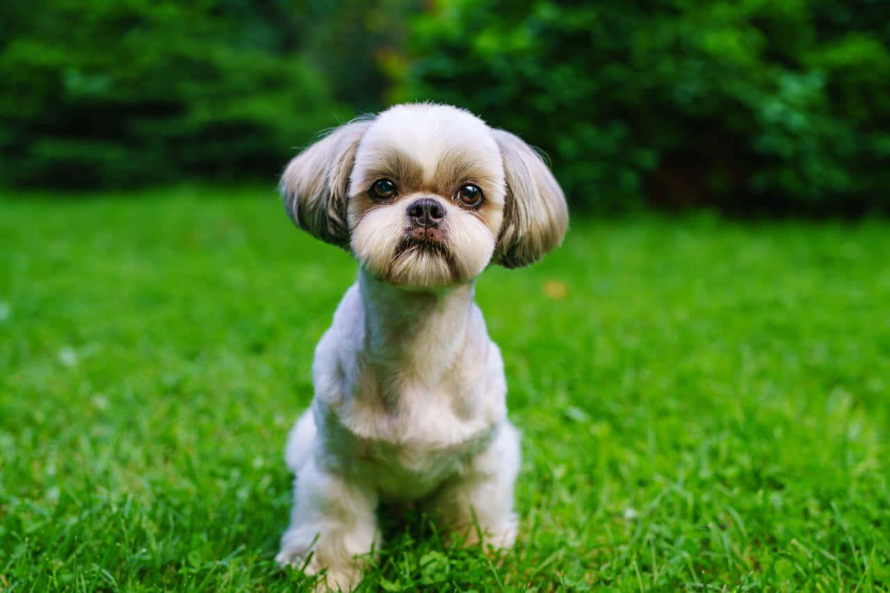一隻小白狗站在草地上 壁紙 — 一隻毛茸茸的白色西施犬幼犬專注地坐在鮮綠色的草地上，背景柔和，樹木茂盛。