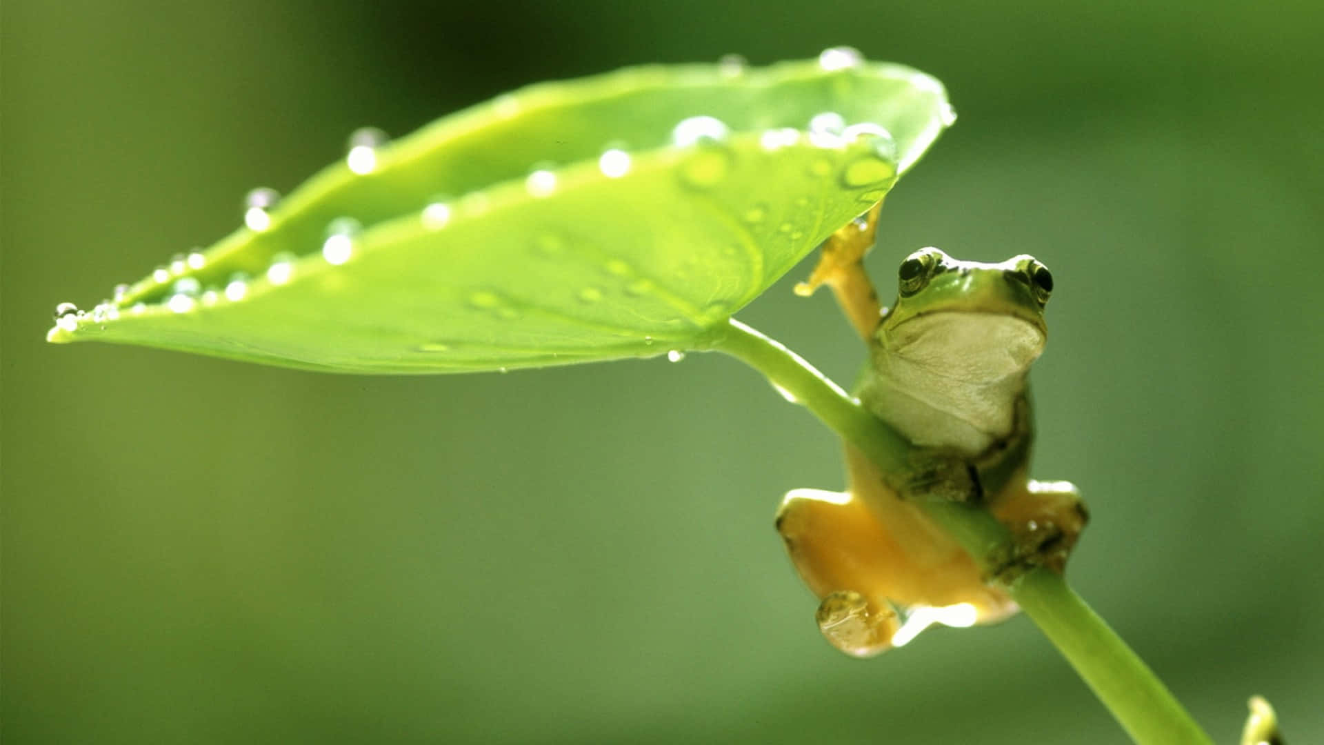 Cute Frog 桌布 壁紙 — 一隻小綠樹蛙在柔和晨光下緊貼著沾滿露水的葉莖。
