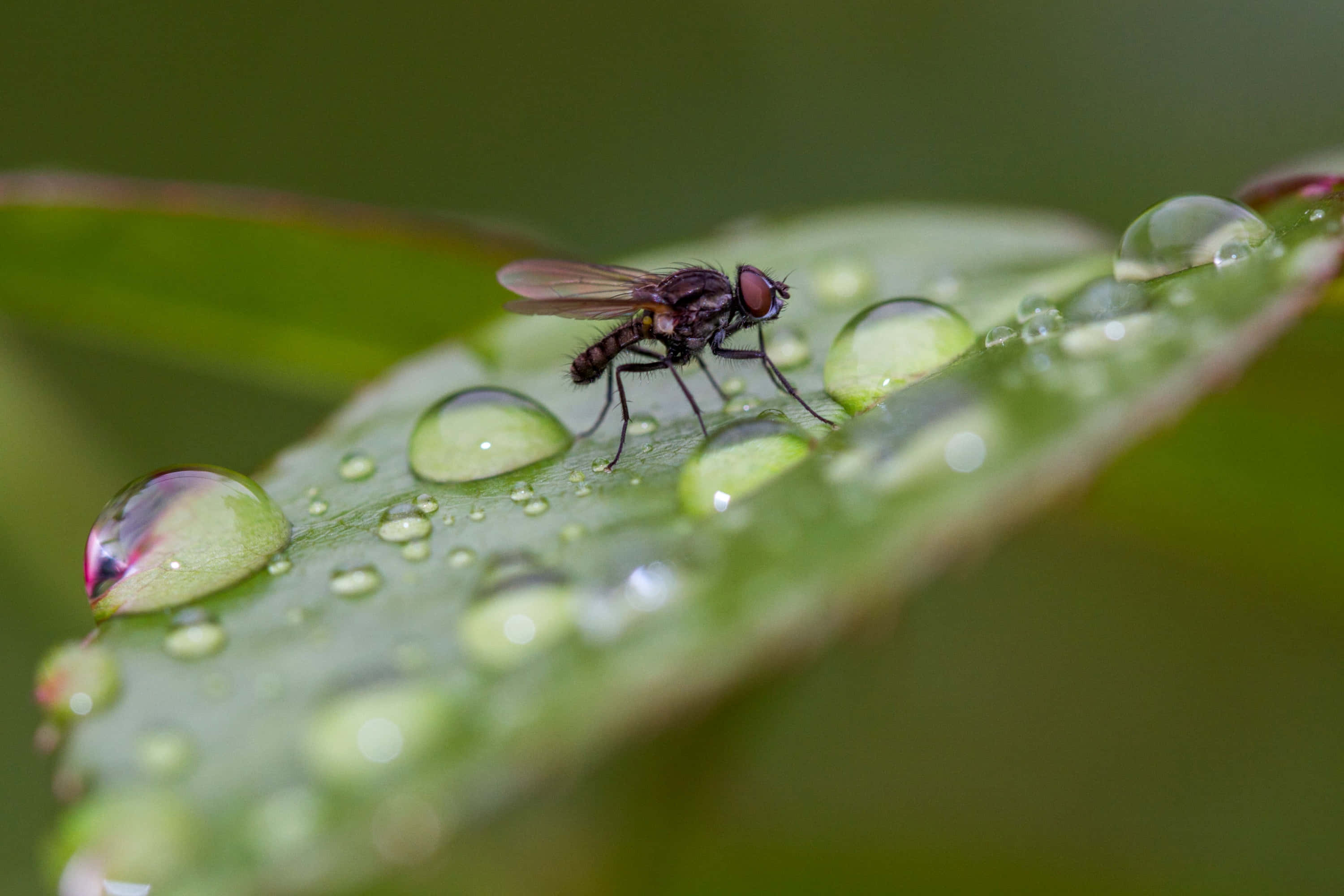 fly 桌布 壁紙 — 一隻小蒼蠅輕輕地棲息在一片沾滿露珠的綠葉上，晶瑩的水珠反射著柔和的光線。