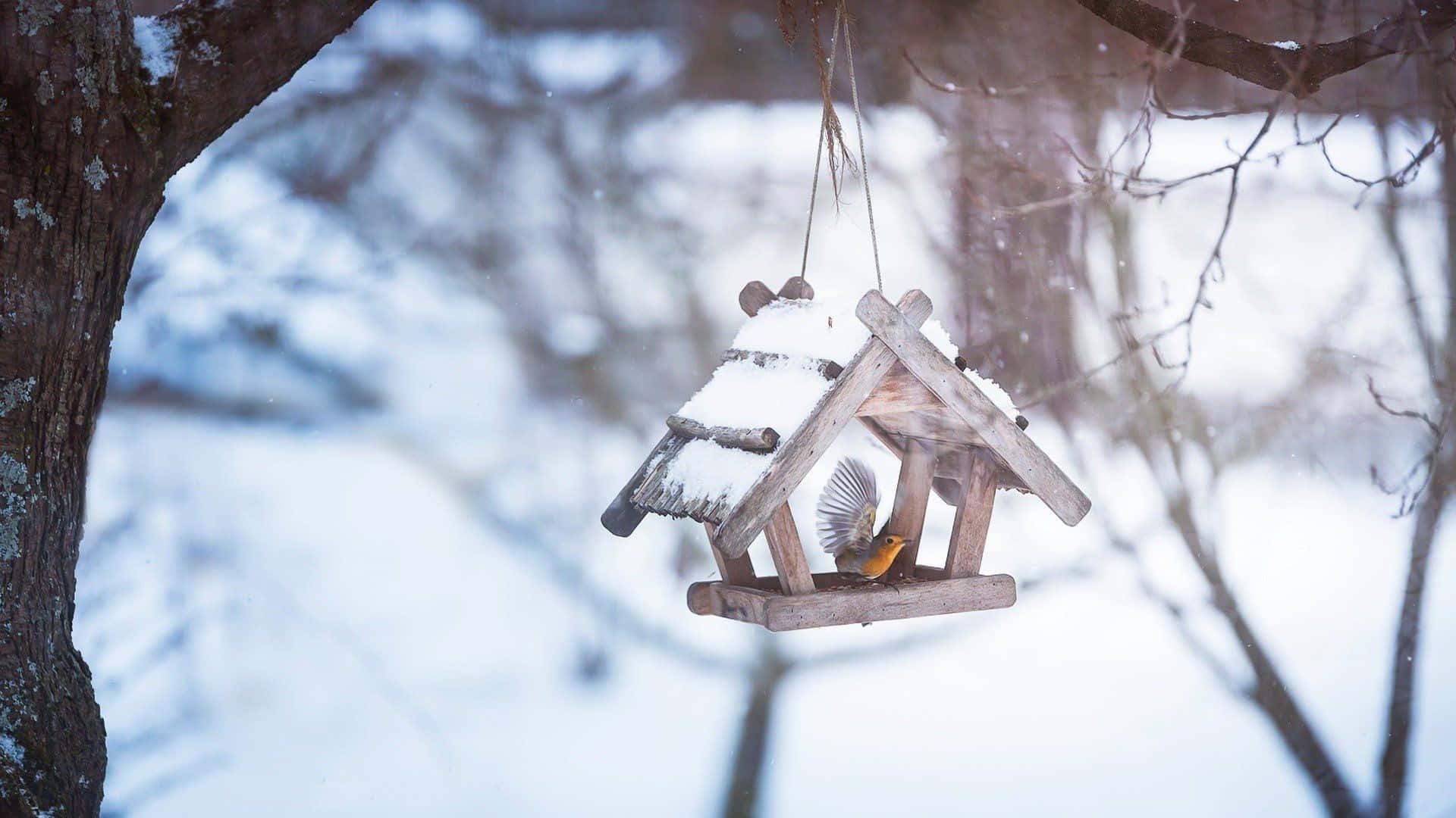 Snow Bird 桌布 壁紙 — 一隻小鳥喺冬天森林嘅一條光禿禿樹枝上掛住嘅一個沾滿雪嘅木製餵食器入面拍翼。