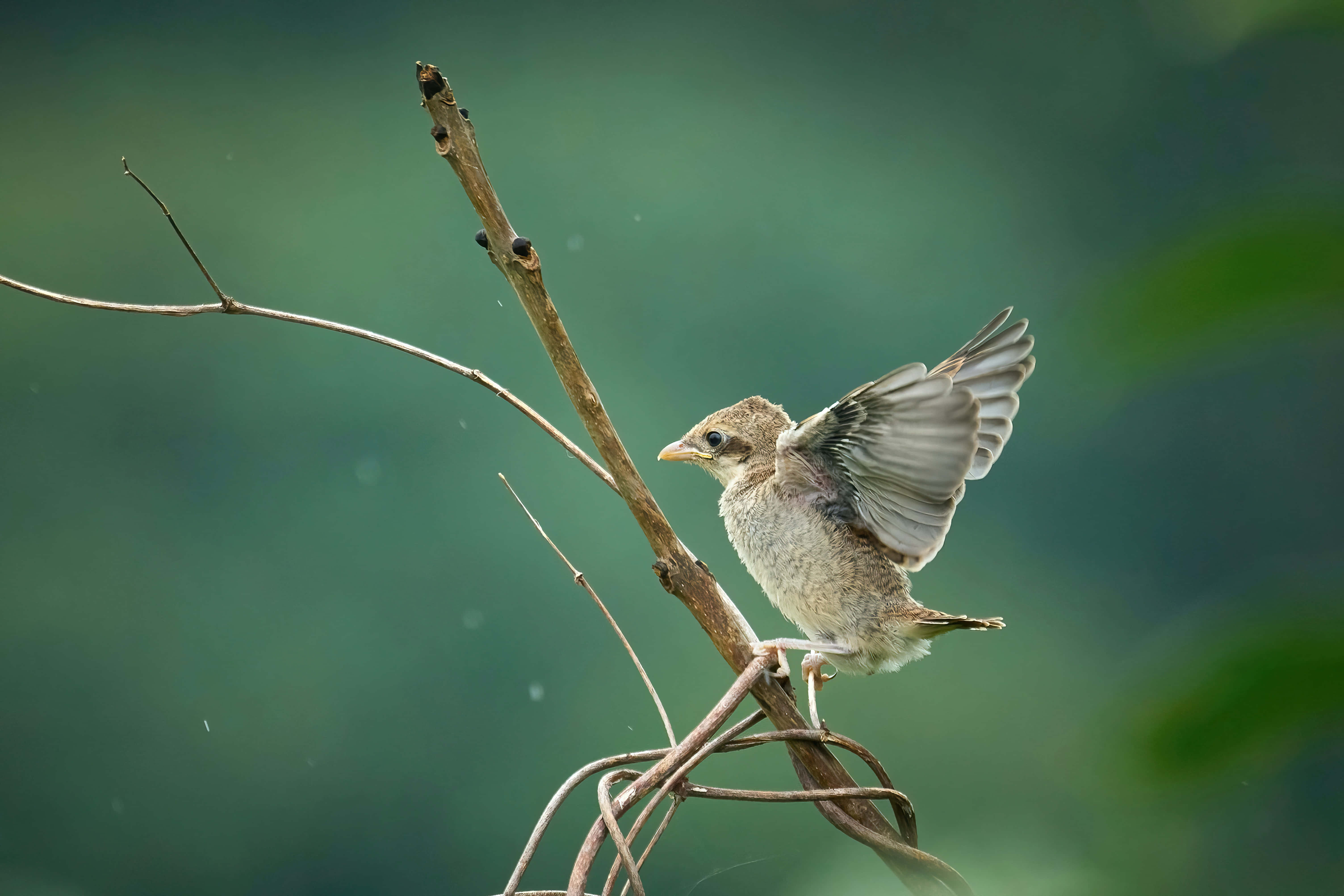 sparrow 桌布 壁紙 — 一隻小鳥展開翅膀，棲息在光禿禿的樹枝上，背景是柔和的綠色模糊效果。