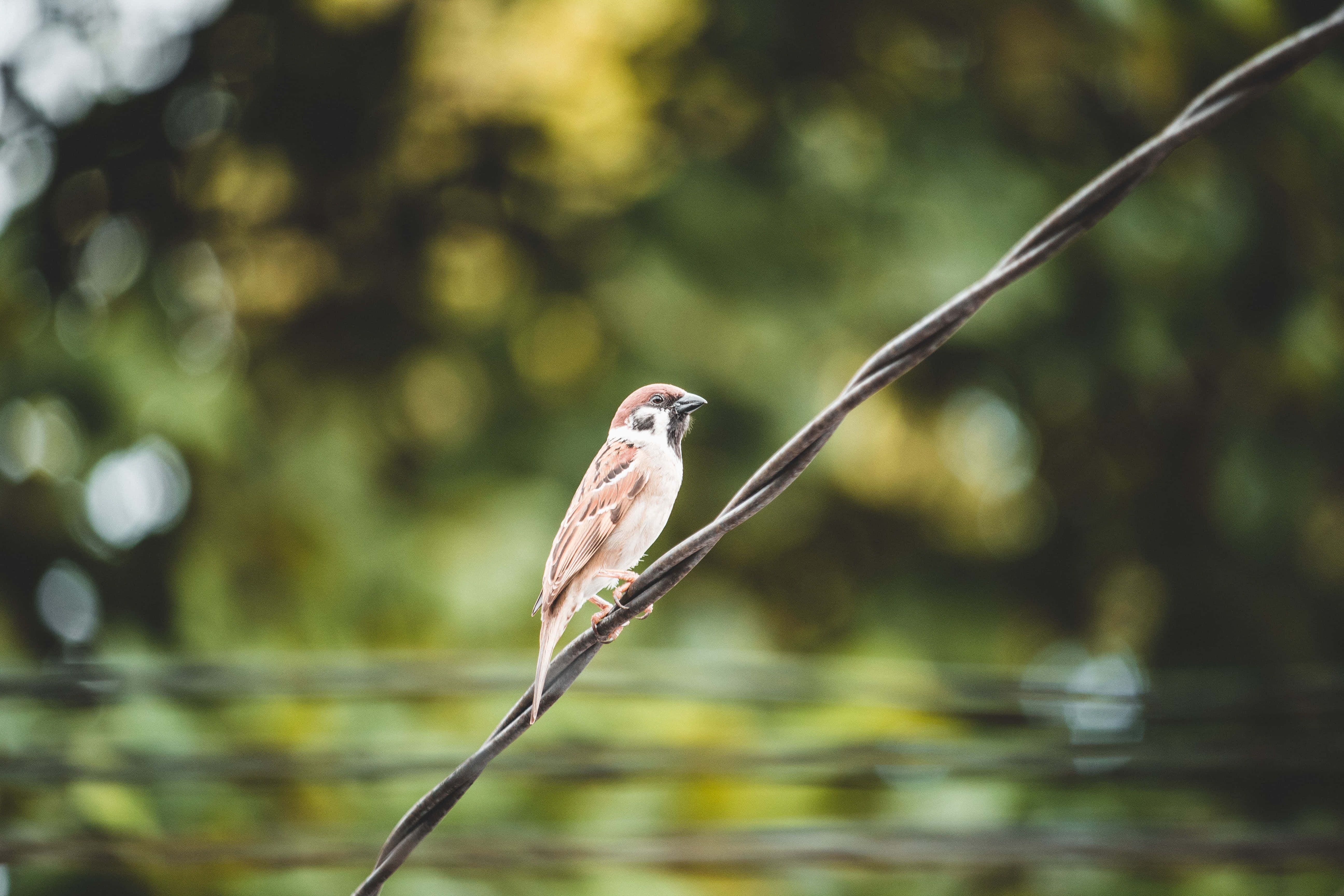 sparrow 桌布 壁紙 — 一隻小麻雀輕巧地棲息在深色電線上，背景是柔和的綠色散景。