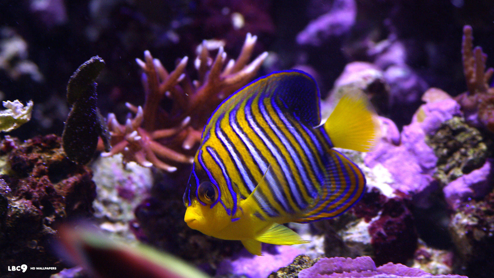 皇家天使魚在水族箱中色彩繽紛的珊瑚間游動