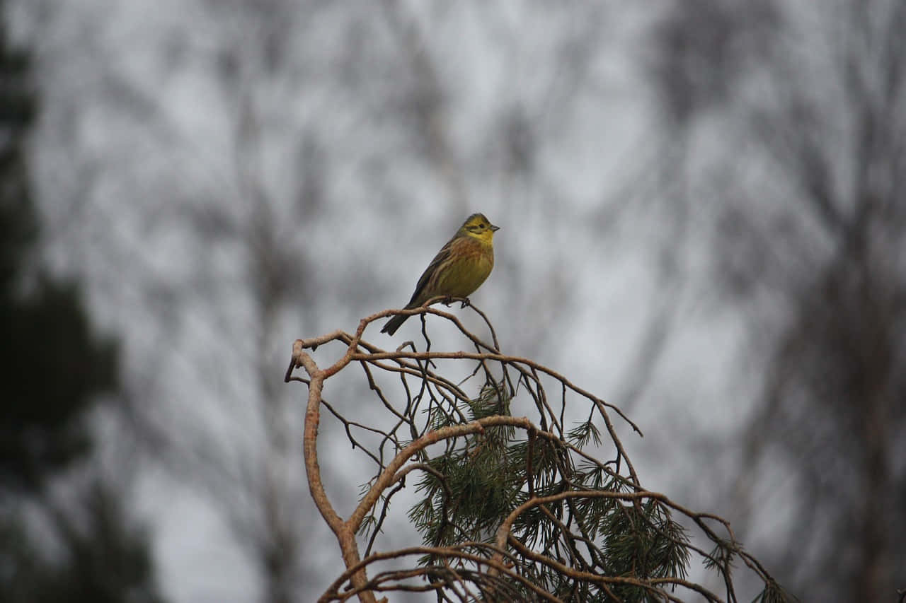 Yellowhammer 桌布 壁紙 — 一隻小黃鳥棲息在光禿的冬季樹枝上，背景是柔和的灰色天空。