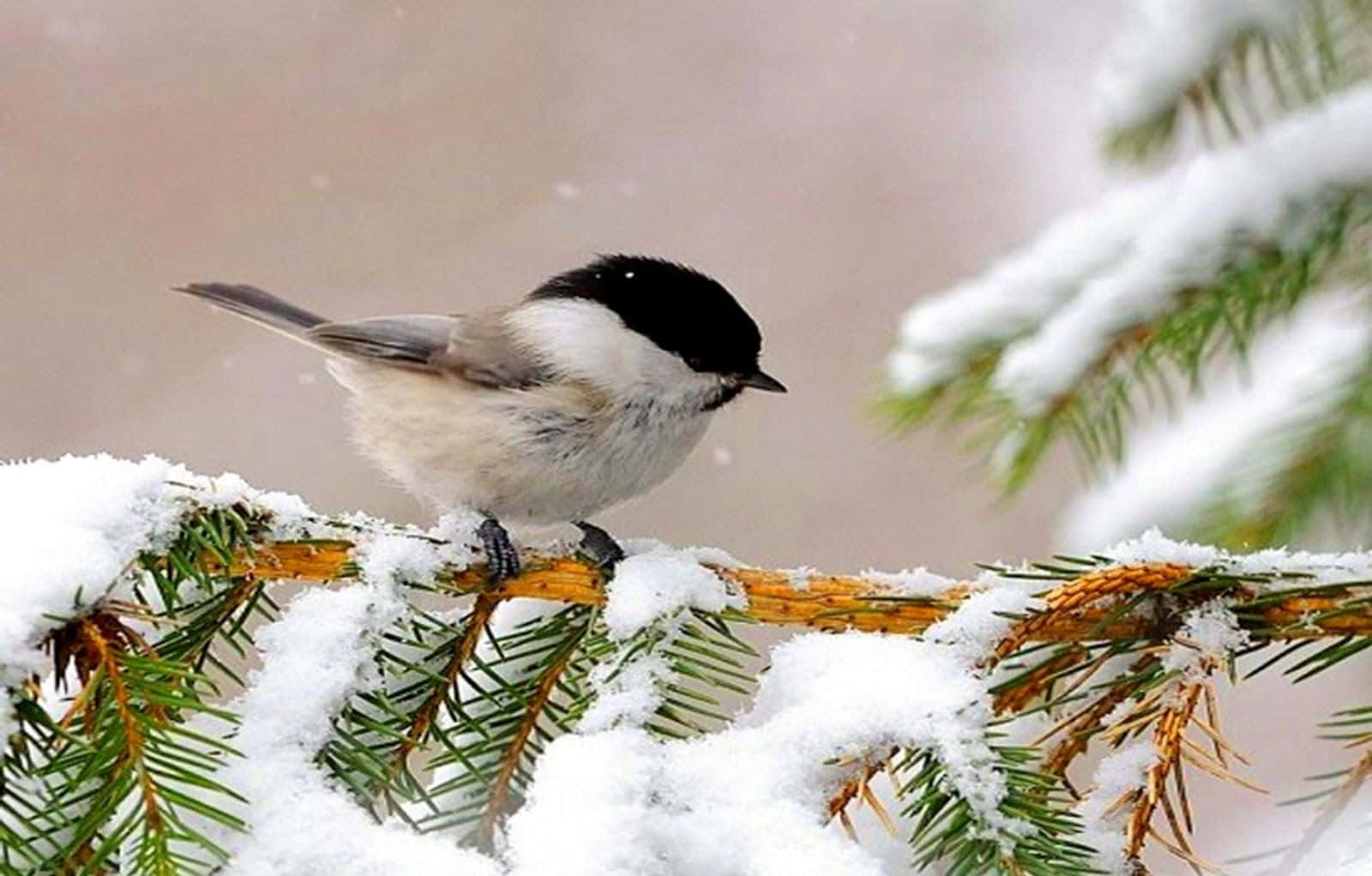 Snow Bird 桌布 壁紙 — 一隻小黑頂山雀棲息在積雪的常青樹枝上，背景是柔和的冬日景色。