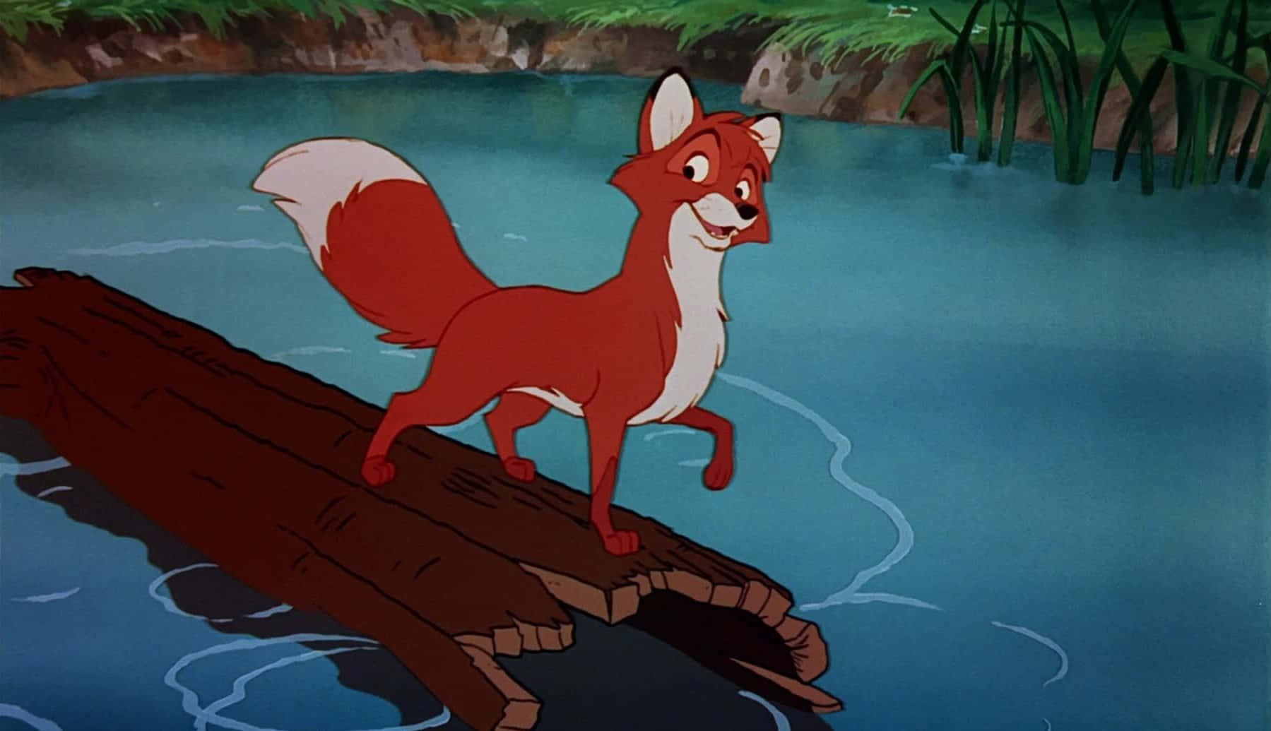 the fox and the hound 桌布 壁紙 — 一隻尾巴尖端白色的快樂紅狐站在平靜藍色河流中的一根木頭上，周圍環繞著綠色蘆葦和岩石河岸。