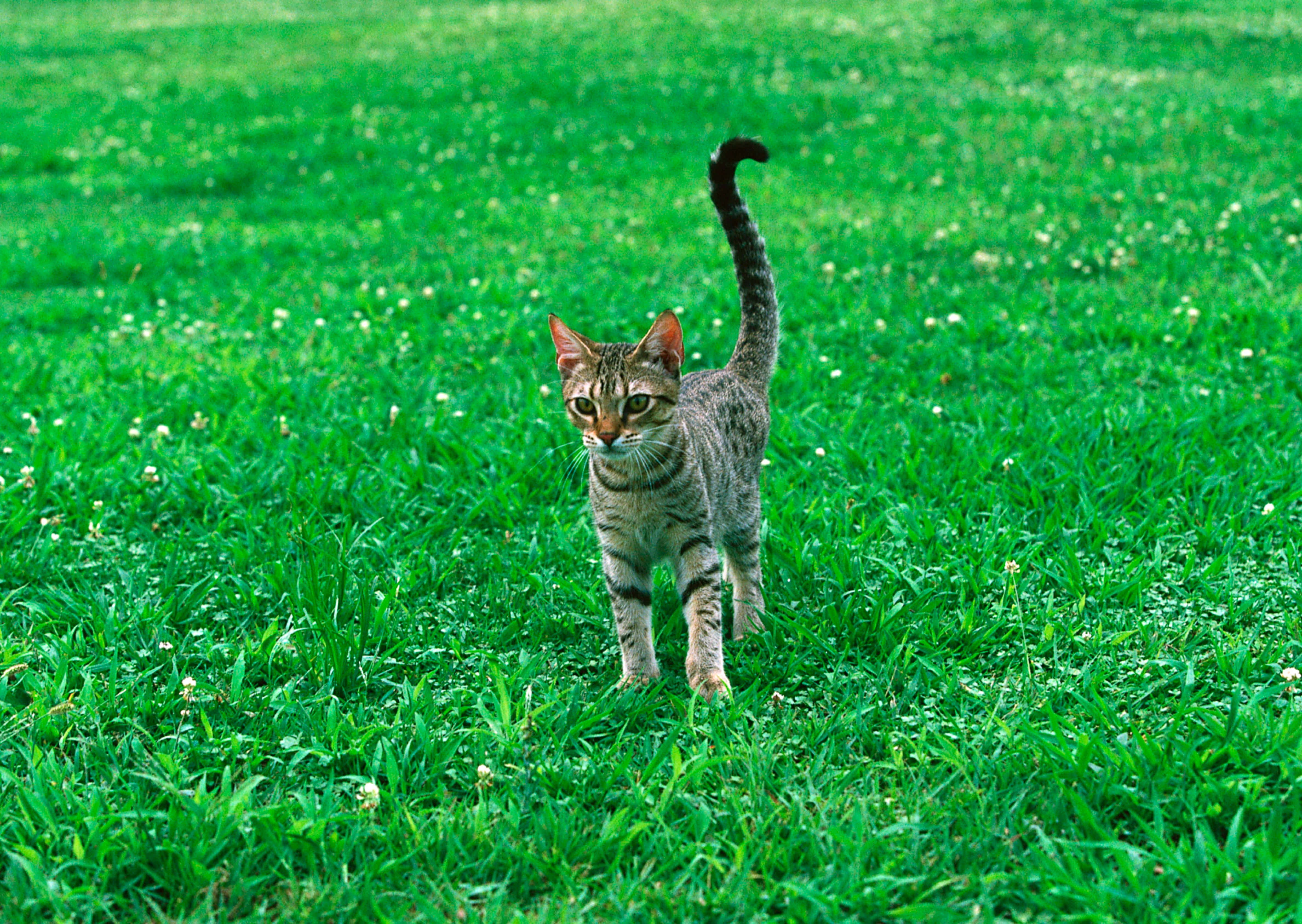 Ocicat 桌布 壁紙 — 一隻尾巴彎曲的虎斑貓自信地走過一片點綴著小白花的茂密綠色草坪。