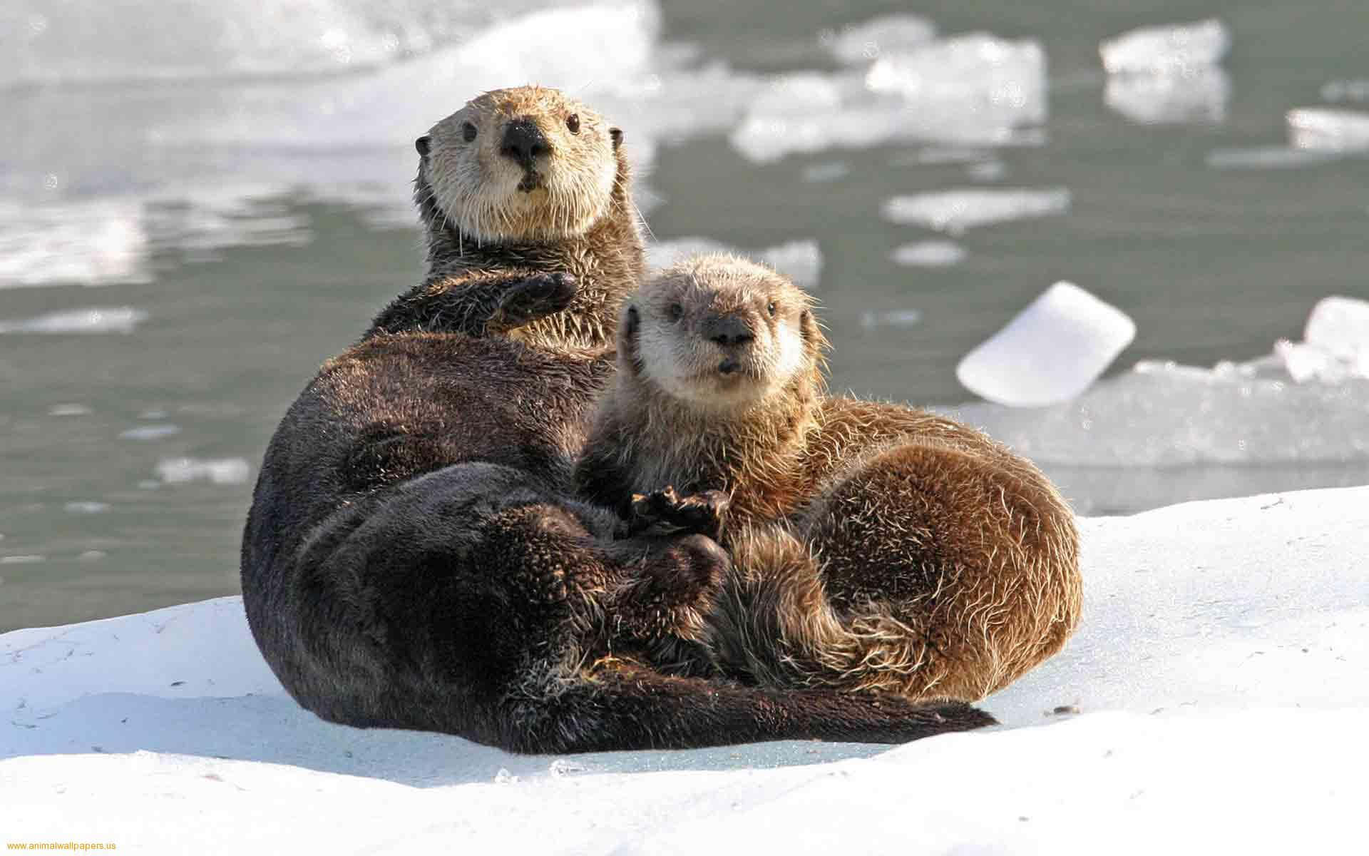 兩隻水獺在雪覆蓋的浮冰上依偎在一起。