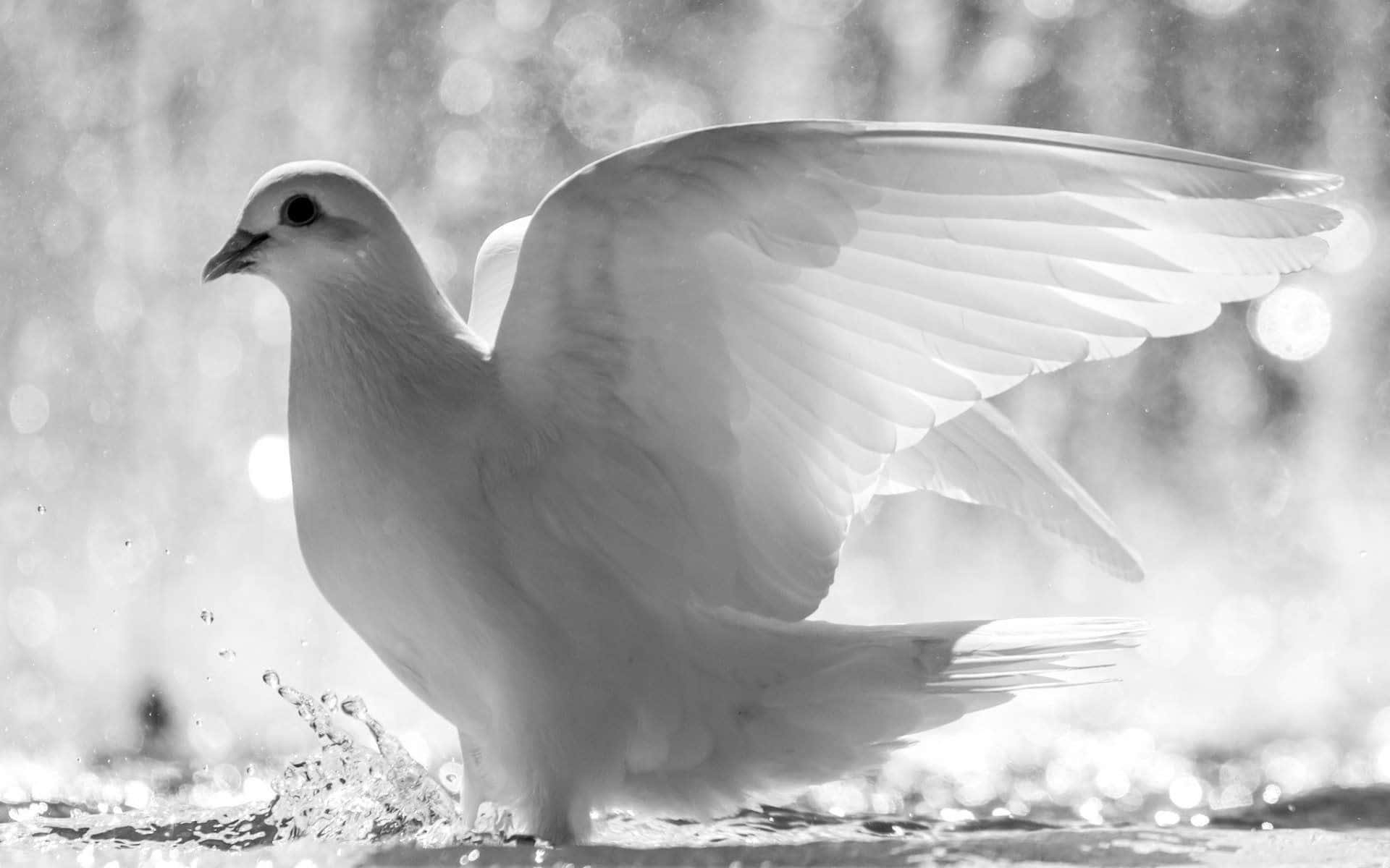 Dove 桌布 壁紙 — 一隻展翅的白鴿站在水中，在明亮的散景背景下濺起水花。