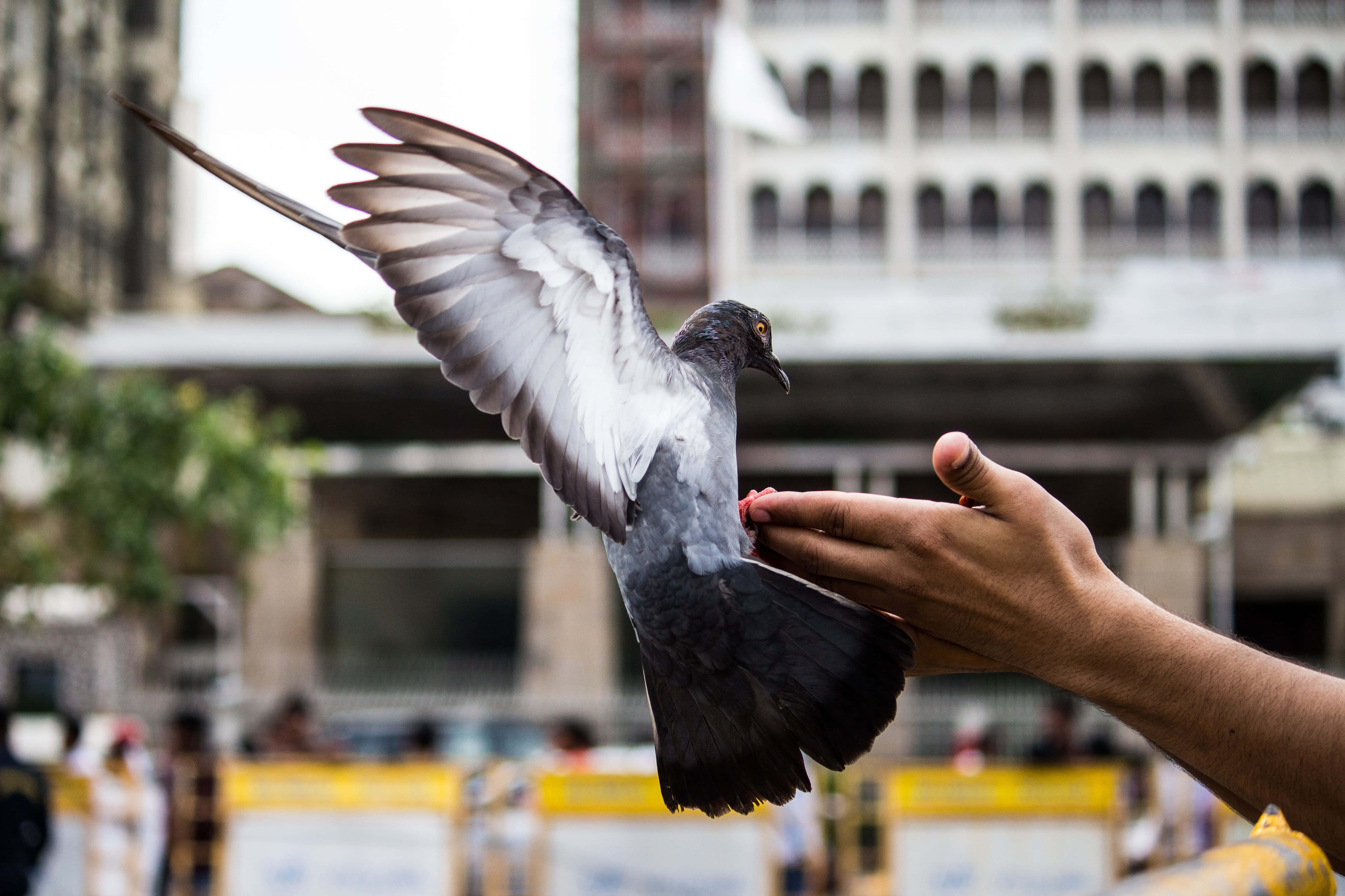 Dove Wings 桌布 壁紙 — 一隻展開翅膀的鴿子棲息在一隻伸出的手上，背景是模糊的城市景觀。