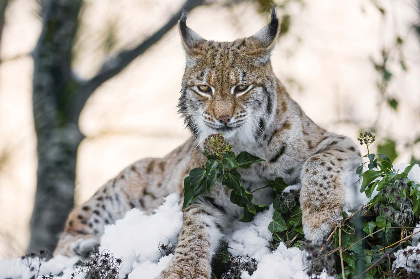 Wild Animals 桌布 壁紙 — 一隻山貓在積雪的冬季樹葉中警覺地休息，眼睛銳利，耳朵有簇毛，背景柔和模糊。