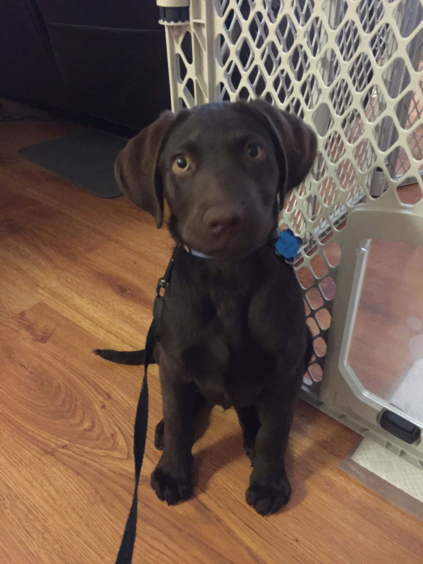 朱古力色拉布拉多幼犬坐在室內硬木地板上，靠近寵物閘門。