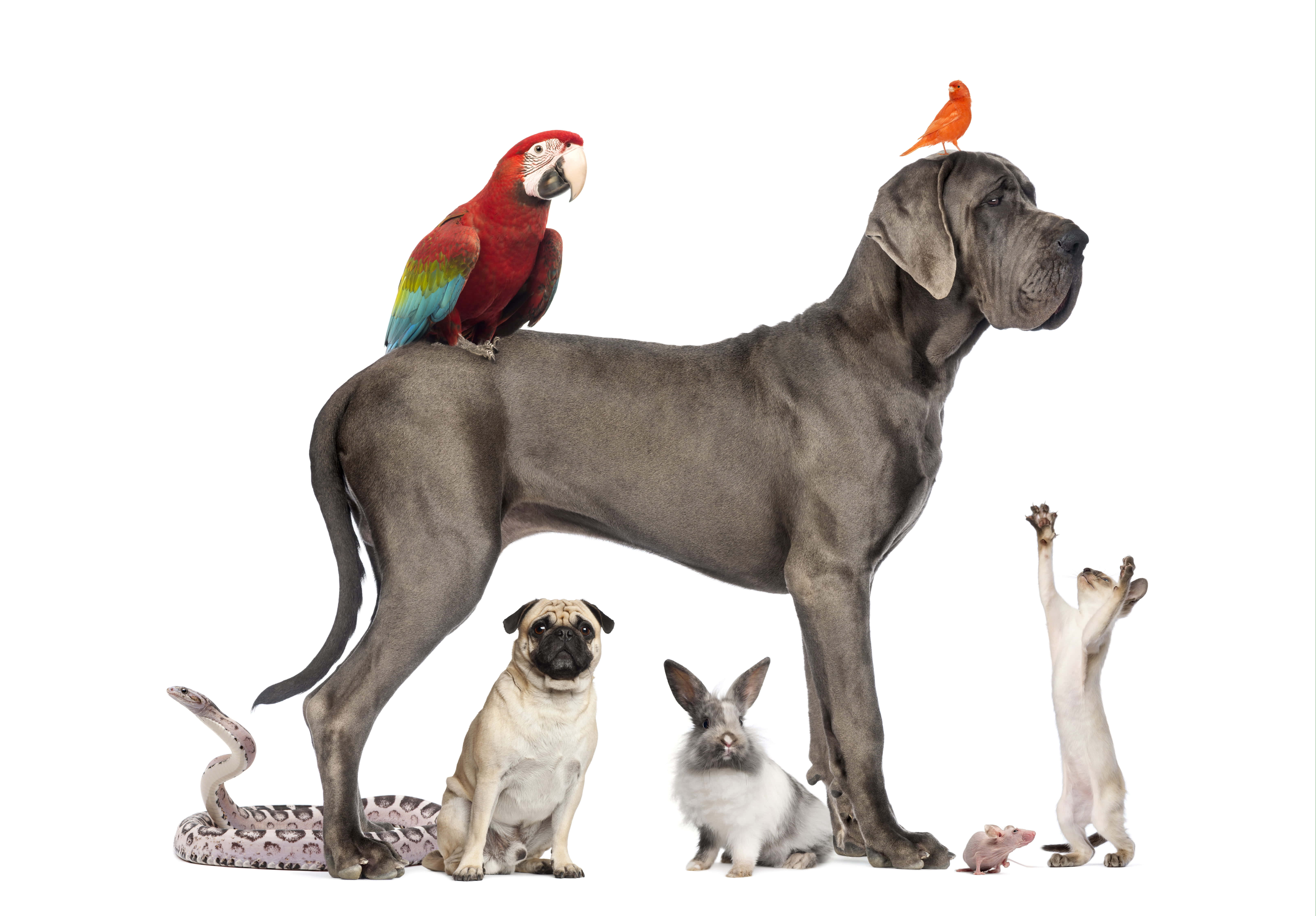 pets 桌布 壁紙 — 一隻巨大的灰色狗驕傲地站立，背上有一隻色彩繽紛的金剛鸚鵡，頭頂有一隻小橙色鳥，周圍有一隻巴哥犬、兔子、貓和蛇，背景是純白色。