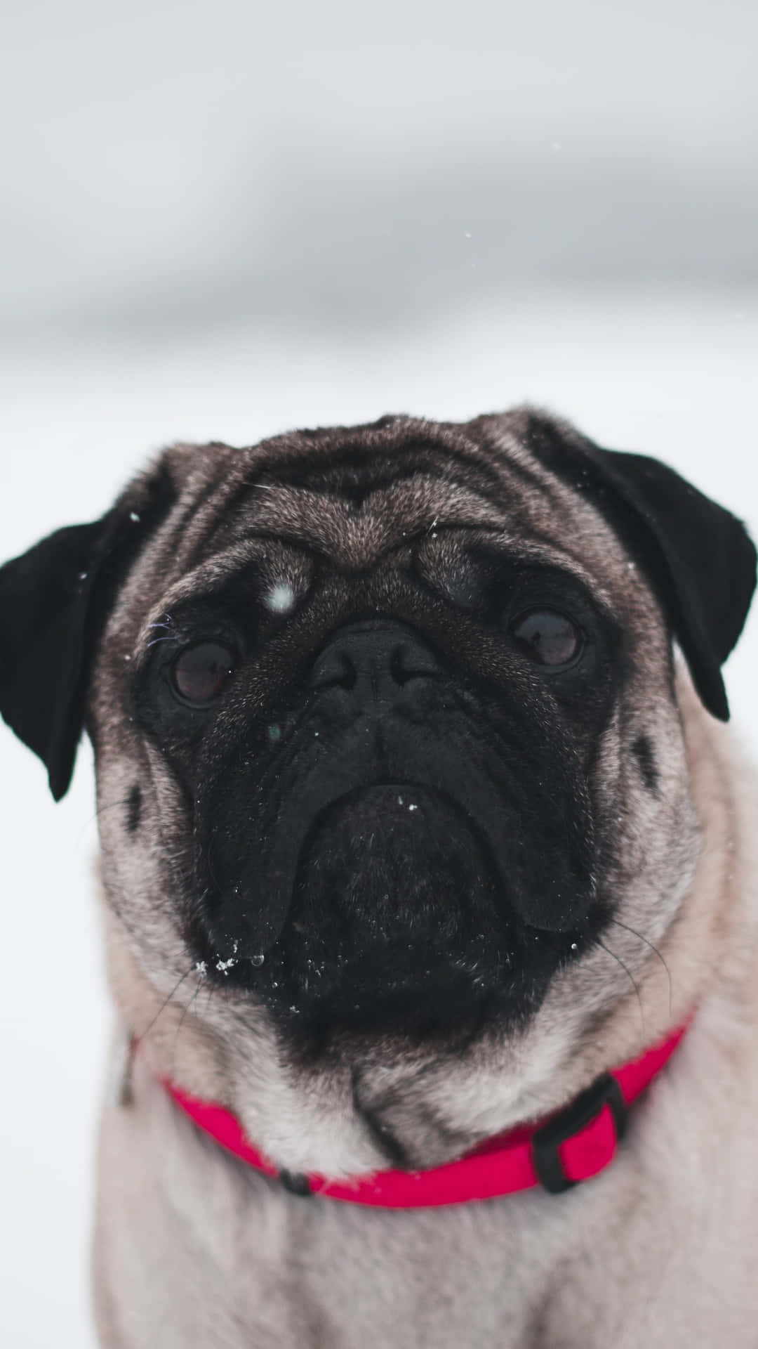 一隻戴著紅色項圈的八哥犬站在雪中。