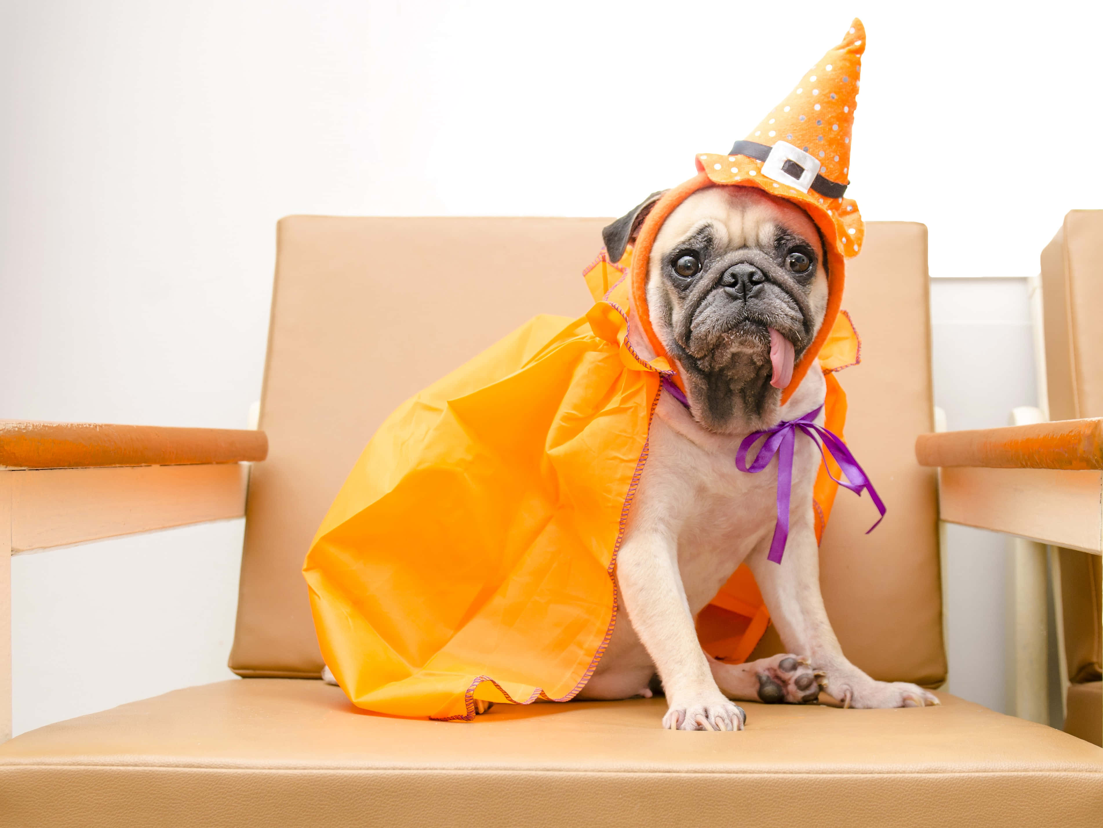 Halloween Pet Costumes 桌布 壁紙 — 一隻巴哥犬穿著橙色女巫服裝，戴著波點帽子，坐在米色椅子上，伸出舌頭，看起來很頑皮。