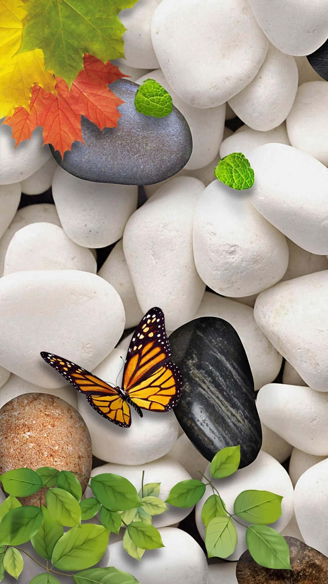 石頭 桌布 壁紙 — 一隻帝王斑蝶在光滑的石頭上休息，周圍有秋葉和新鮮的綠色樹葉。