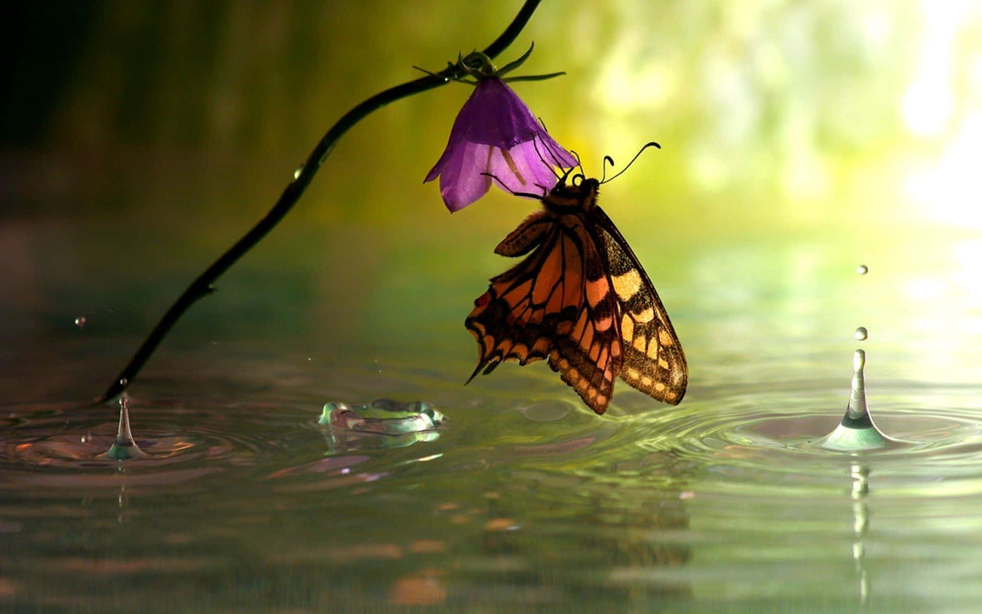 Butterfly Watching 桌布 壁紙 — 一隻帝王斑蝶棲息在紫色風鈴花上，下方是漣漪的水面，水滴懸浮在空中。