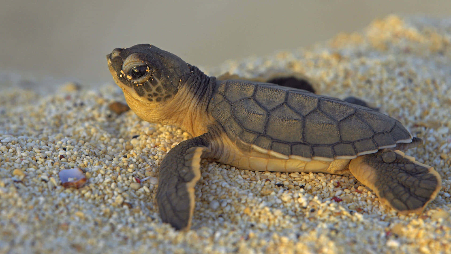 sea turtle 桌布 壁紙 — 一隻帶有圖案殼的小海龜寶寶堅定地爬過金色沙灘，朝海洋前進。