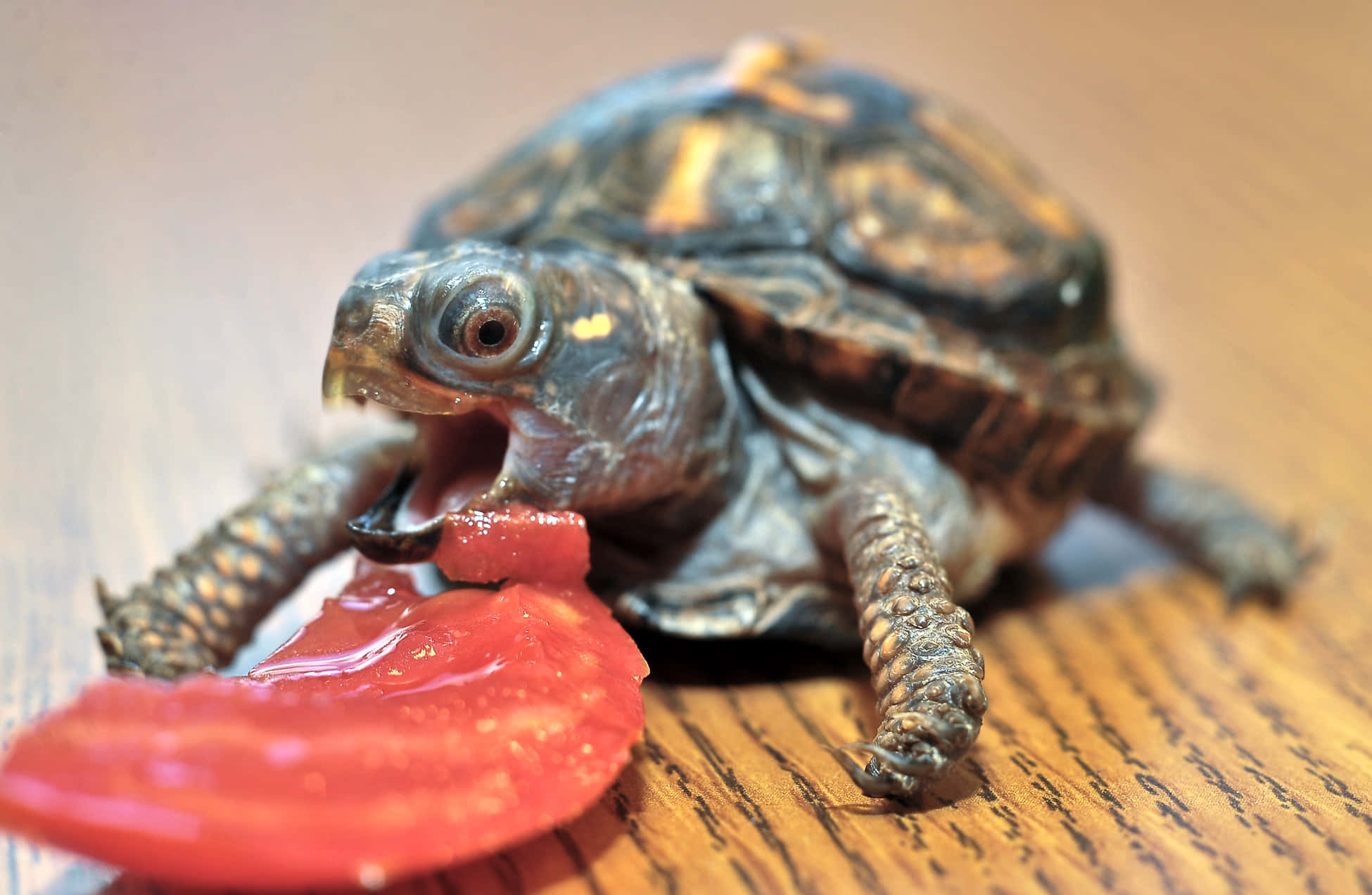 可愛烏龜gif 桌布 壁紙 — 一隻帶有圖案殼的小龜在木質表面上急切地咬著一塊多汁的紅色番茄片。