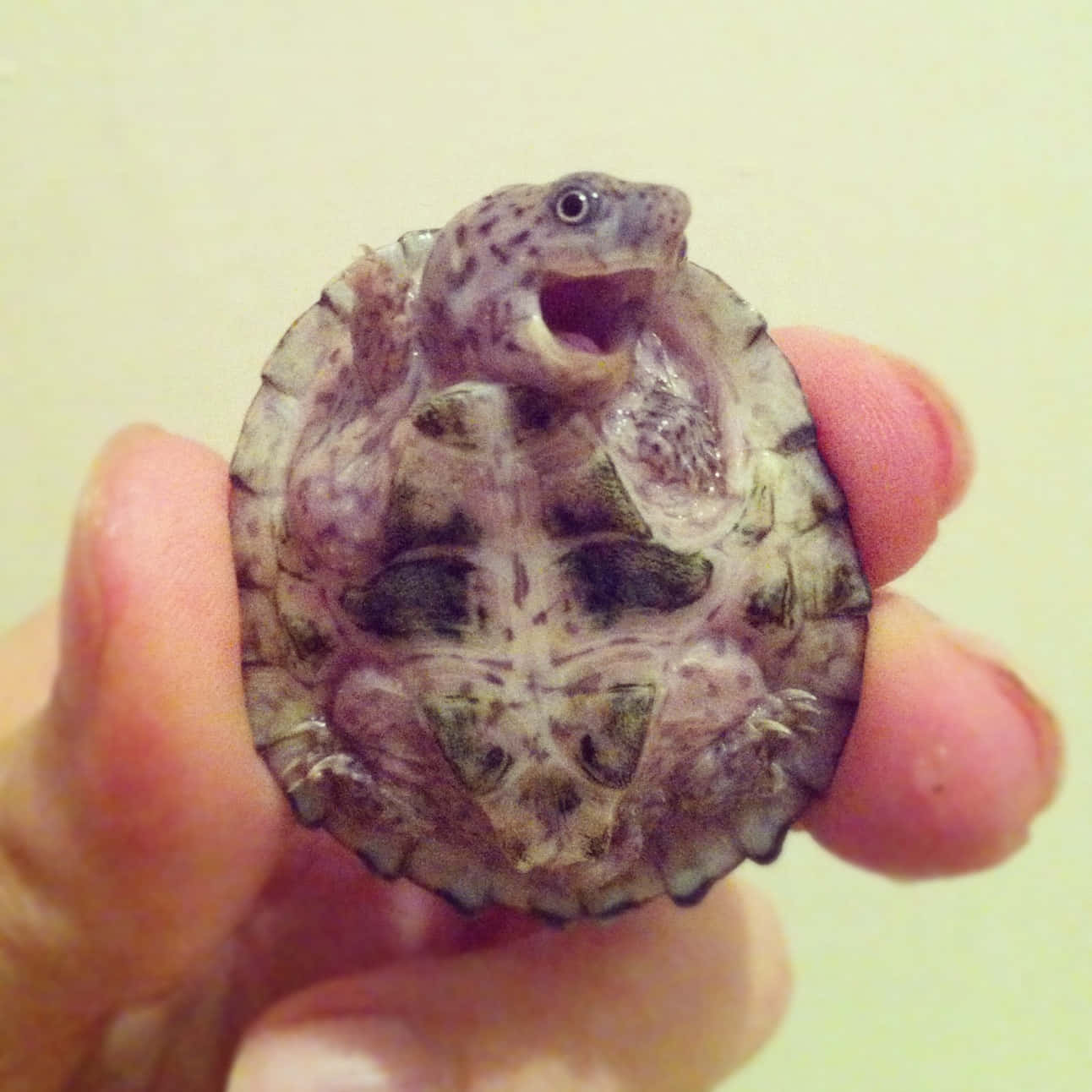 可愛烏龜gif 桌布 壁紙 — 一隻帶有圖案殼的小龜被握在人的手中，嘴巴張大，露出驚訝的表情。