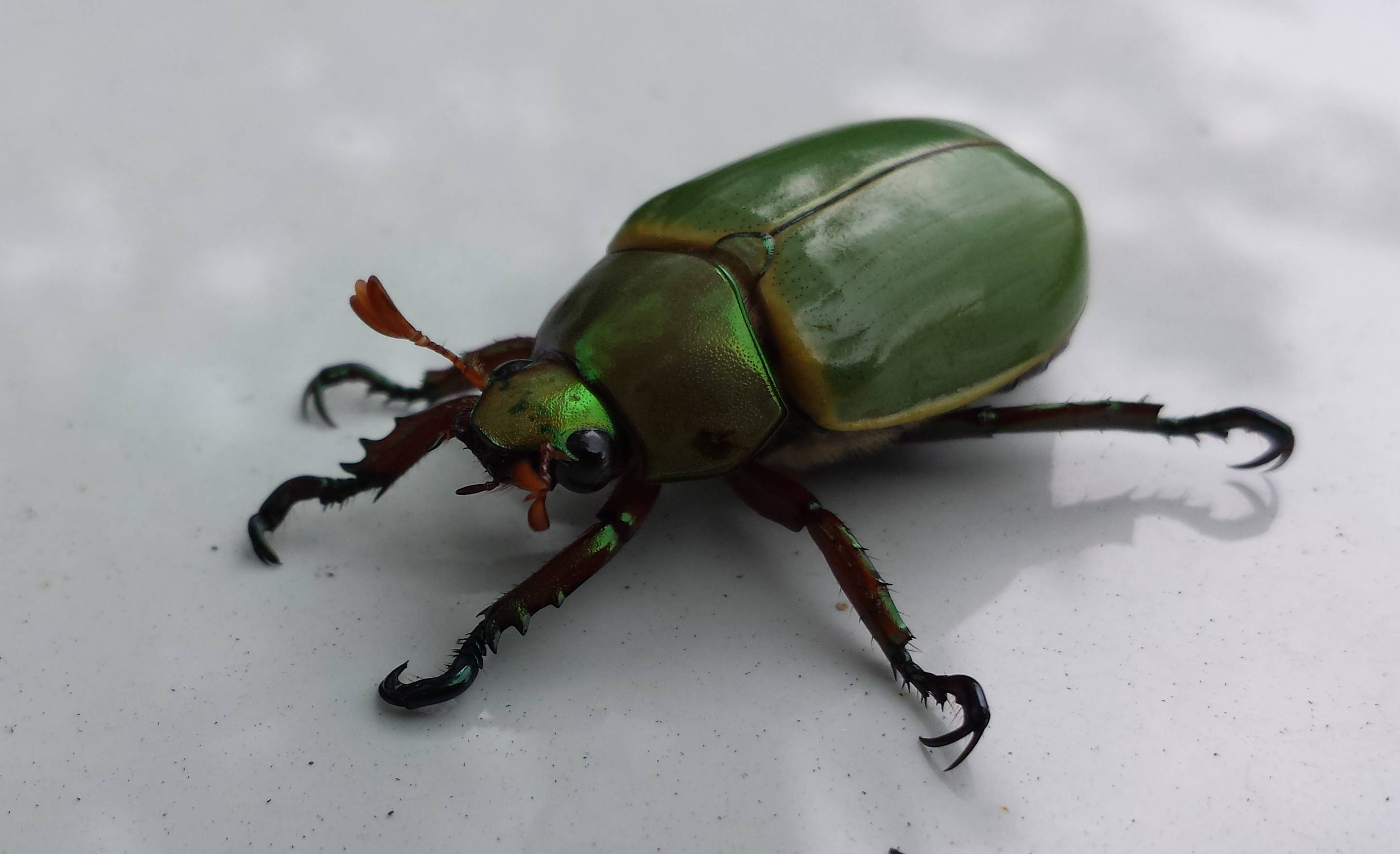 Insect 桌布 壁紙 — 一隻帶有彩虹色甲殼和彎曲爪子的鮮綠色甲蟲，停留在純白色表面上。