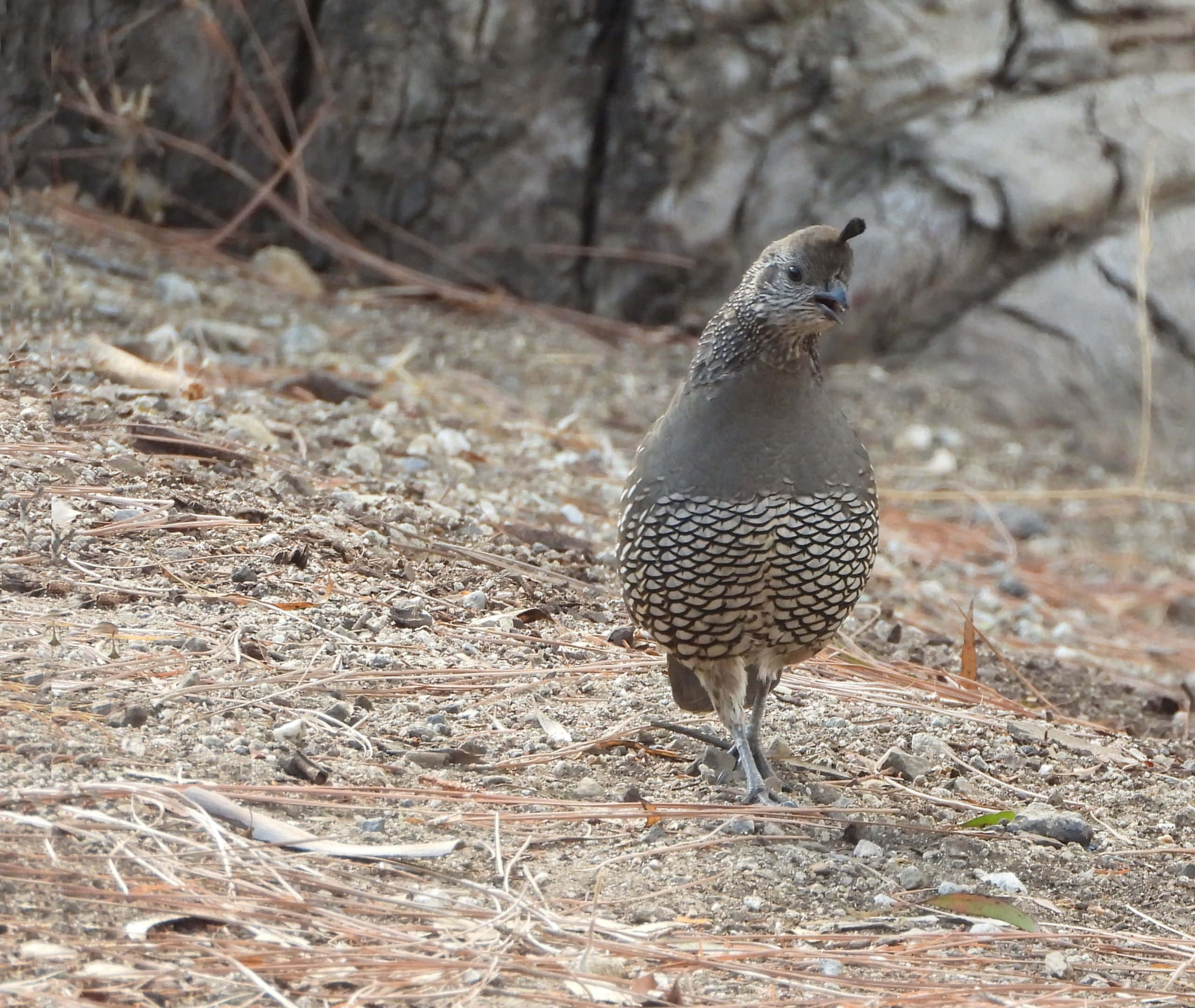 Quail 桌布 壁紙 — 一隻帶有斑點羽毛的鵪鶉在岩石和松針附近的乾燥地面上警覺地站立。