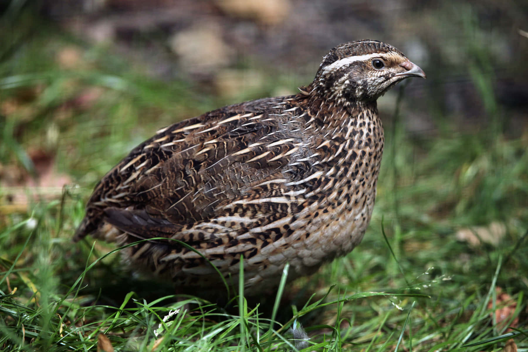Quail 桌布 壁紙 — 一隻帶有棕色和白色斑點羽毛的鵪鶉，在充滿活力的綠草中警覺地站立的特寫。