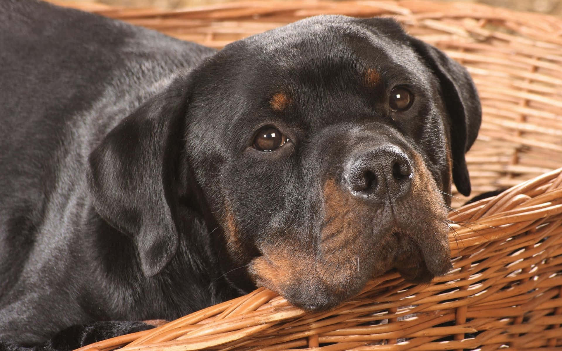 Rottweiler 桌布 壁紙 — 一隻帶有棕褐色斑紋的黑色洛威拿犬，將頭擱在編織柳條籃的邊緣。