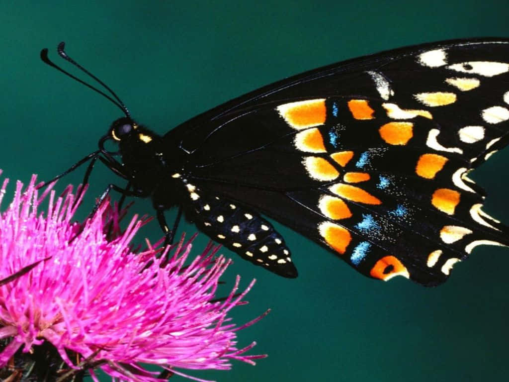 Emerging Butterfly 桌布 壁紙 — 一隻帶有橙色、藍色和白色斑點的黑色蝴蝶，輕盈地停在一朵鮮粉紅色的薊花上，背景是藍綠色。