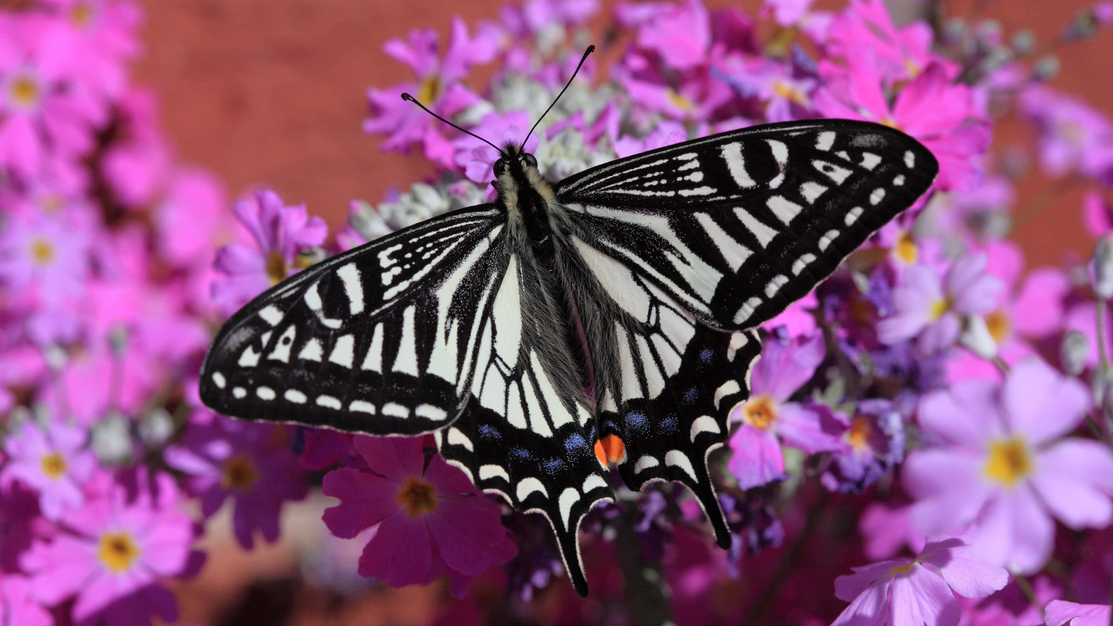 Butterfly Watching 桌布 壁紙 — 一隻帶有橙色和藍色斑點的黑白蝴蝶，在明亮的陽光下，輕柔地停留在鮮豔的粉紅色花朵上。