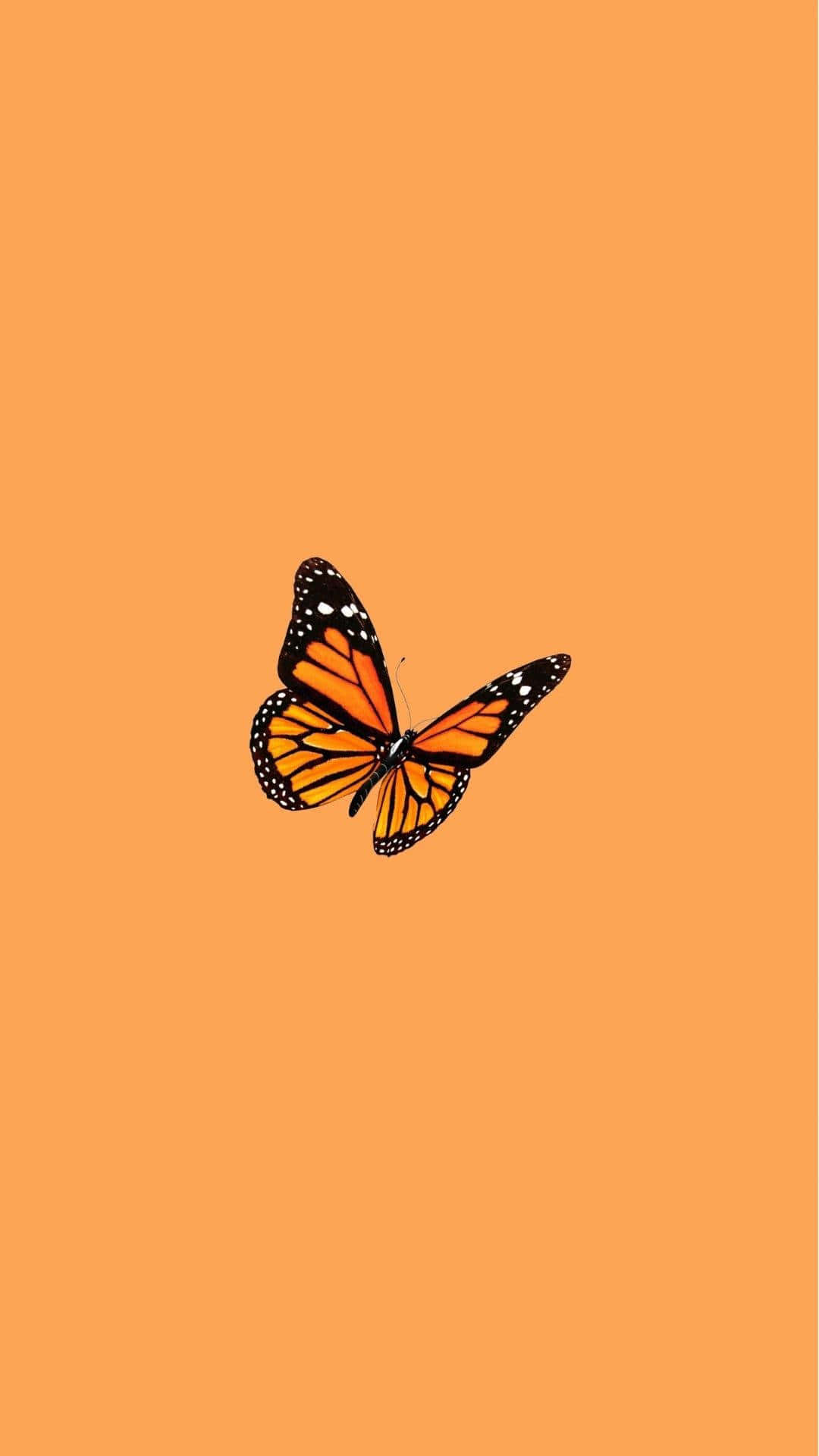 Cute Orange 桌布 壁紙 — 一隻帶有橙色和黑色翅膀的帝王蝶在純暖橙色背景上漂浮。