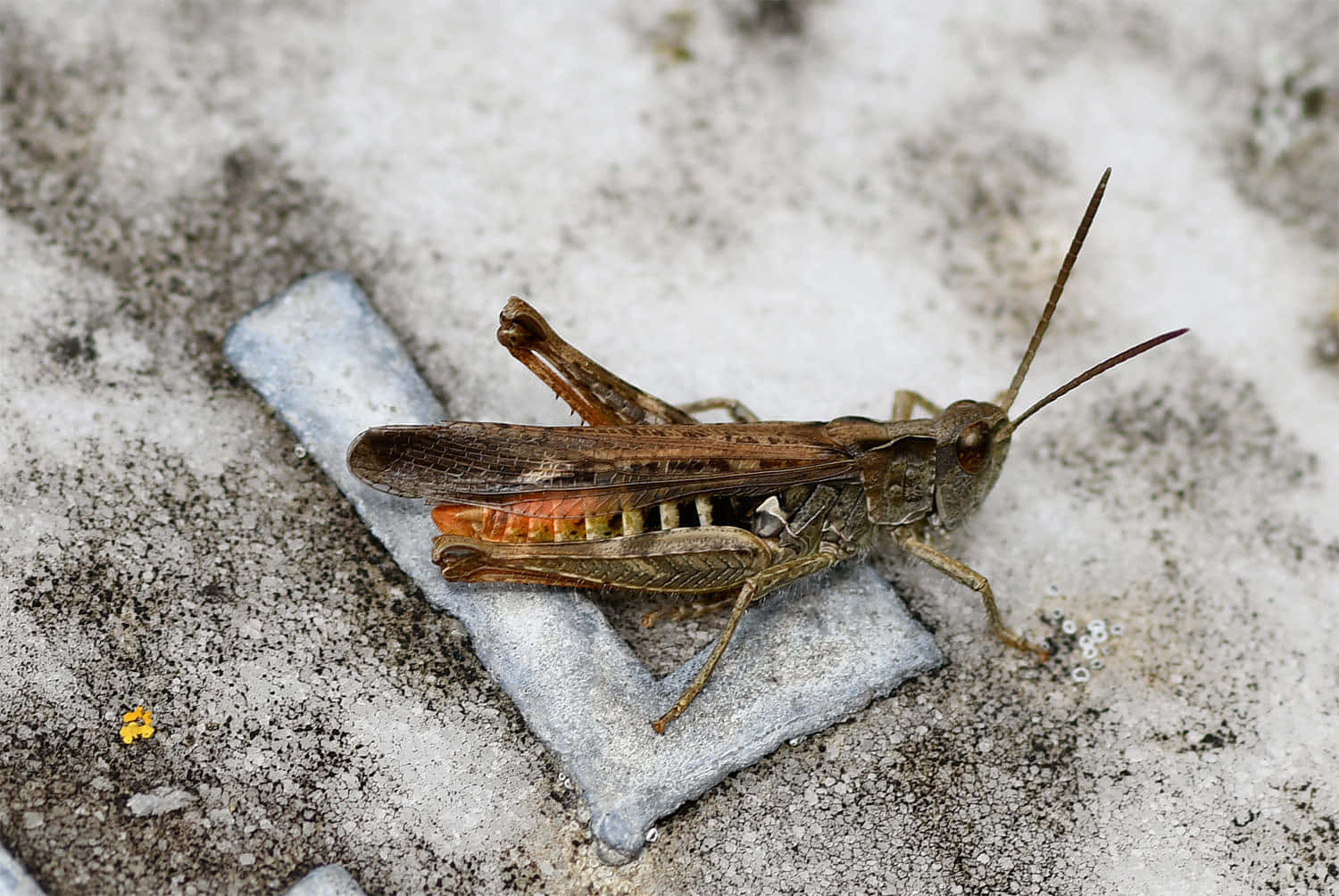 Grasshopper 桌布 壁紙 — 一隻帶有橙色斑紋的褐色蚱蜢喺灰色石面上休息嘅特寫相片。