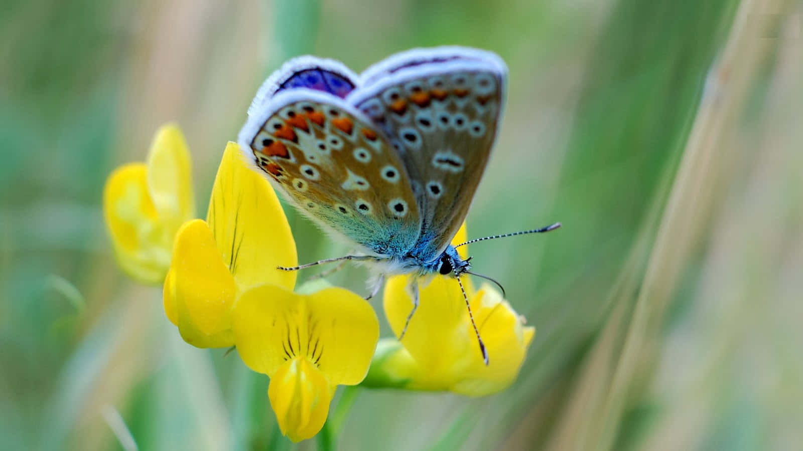 Butterfly Watching 桌布 壁紙 — 一隻帶有橙色斑點的精致藍色蝴蝶，棲息在鮮黃色的花朵上，背景是柔和的綠色模糊效果。