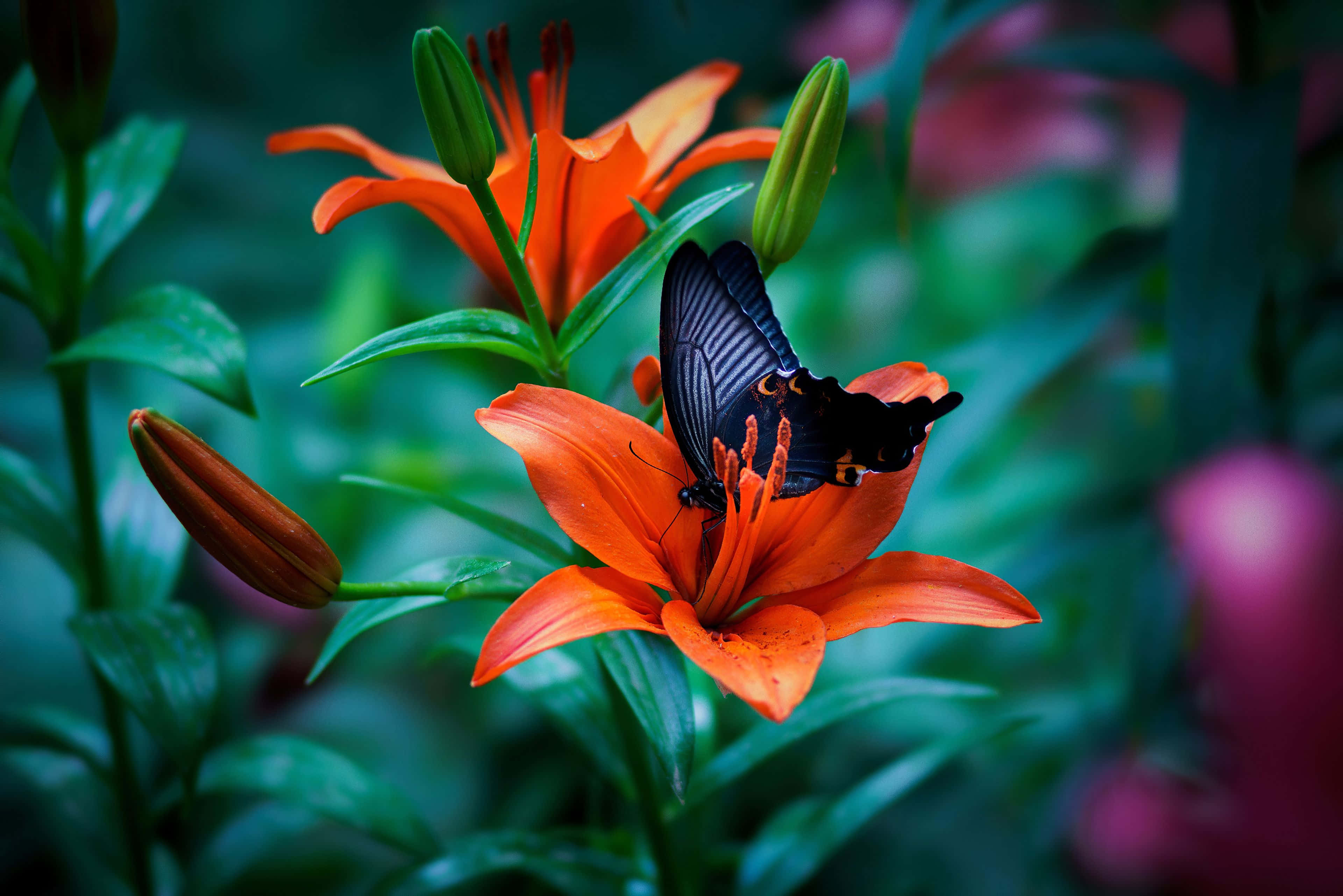 Butterfly Photography 桌布 壁紙 — 一隻帶有橙色斑點的黑蝴蝶，在茂密的綠葉中，輕柔地停在一朵鮮豔的橙色百合花上。
