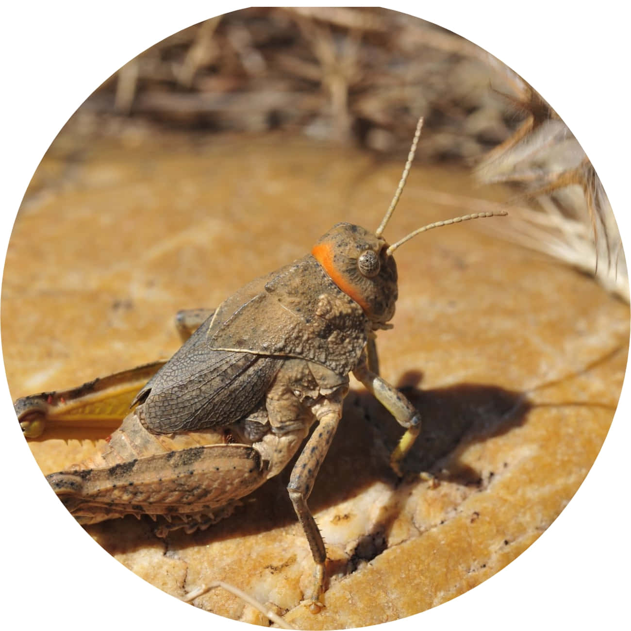 Grasshopper 桌布 壁紙 — 一隻帶有橙色頸環的褐色蚱蜢棲息在陽光普照的沙地上的特寫照片。