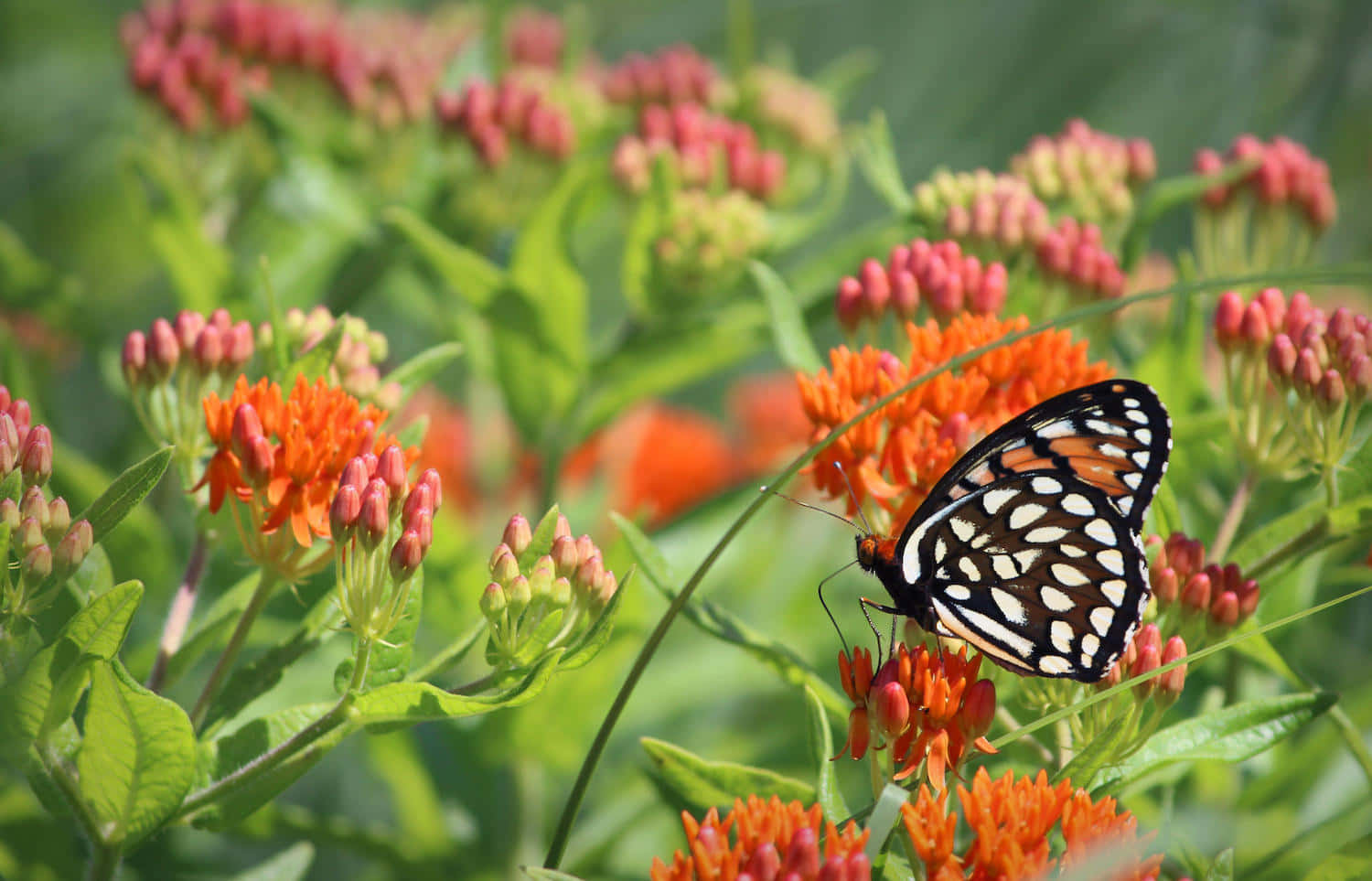 Butterfly Weed 桌布 壁紙 — 一隻帶有橙色點綴的黑白蝴蝶，在茂密的綠葉中，輕柔地停在鮮豔的橙色馬利筋花上。