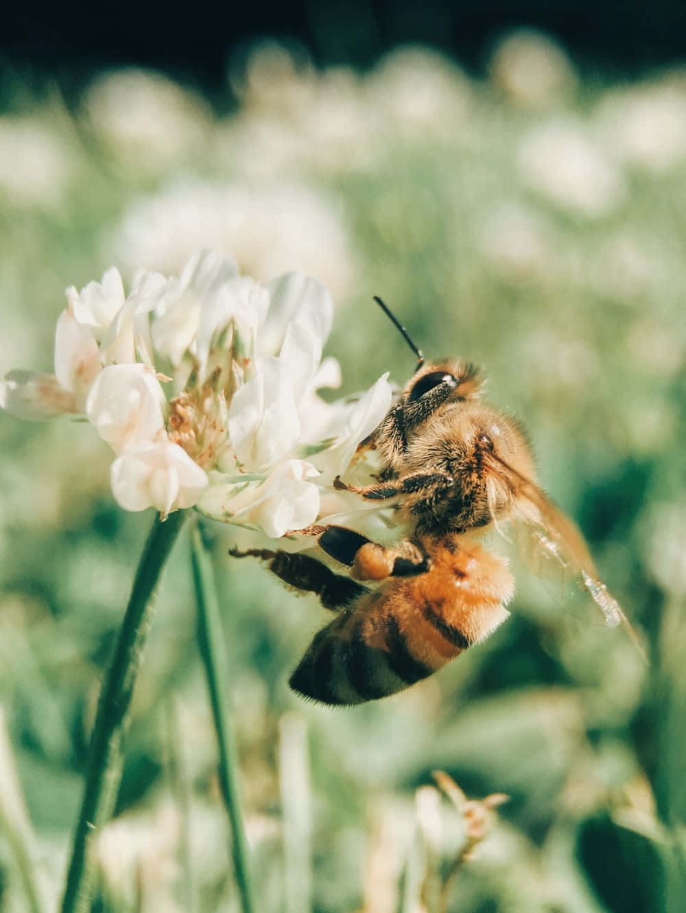 Aesthetic Bee 桌布 壁紙 — 一隻帶有毛茸茸橙色和黑色條紋的蜜蜂，棲息在陽光普照的草地上的一朵精緻白三葉草花上。